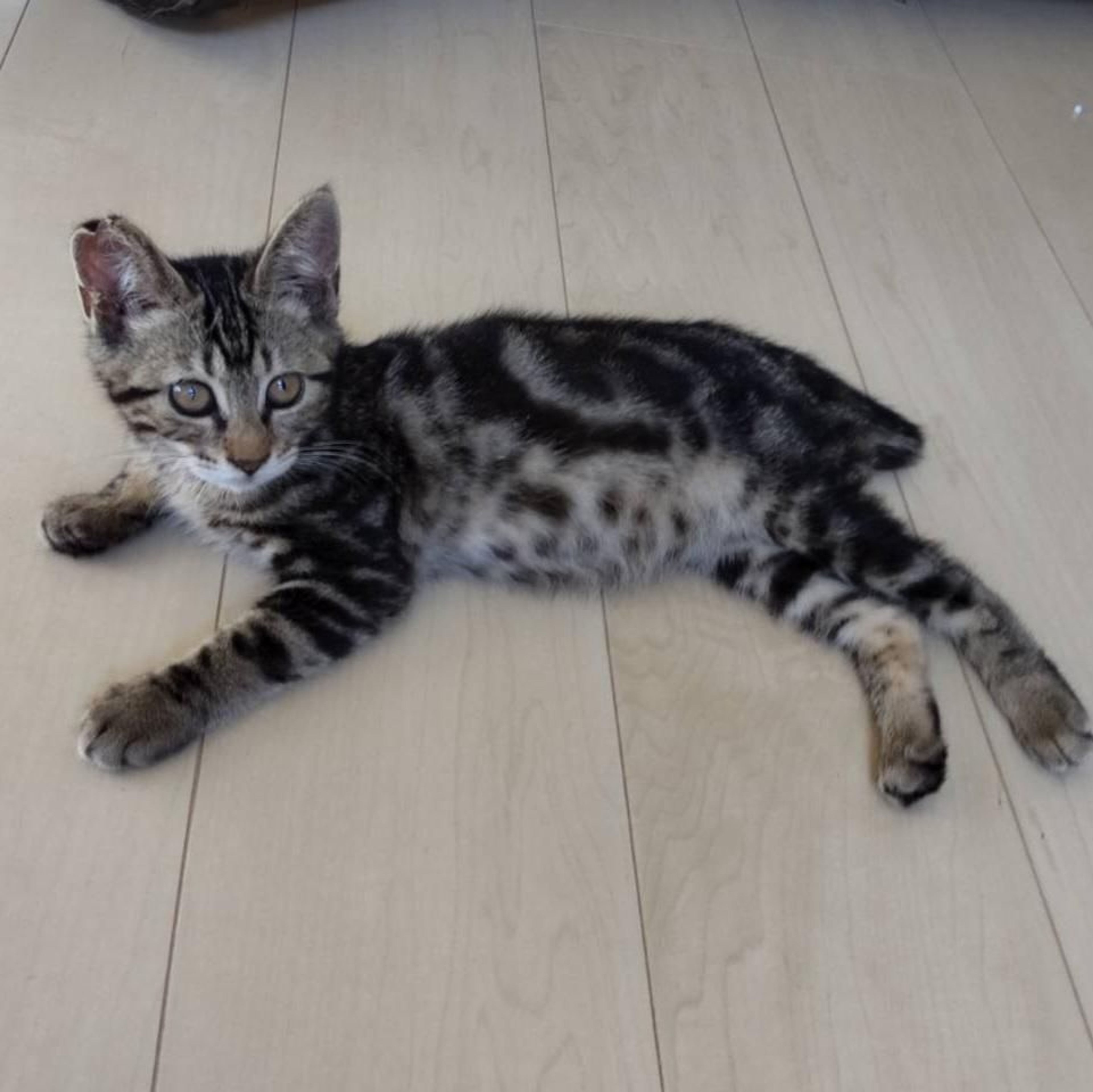 雑種（ミックス猫）・オスの里親募集の写真