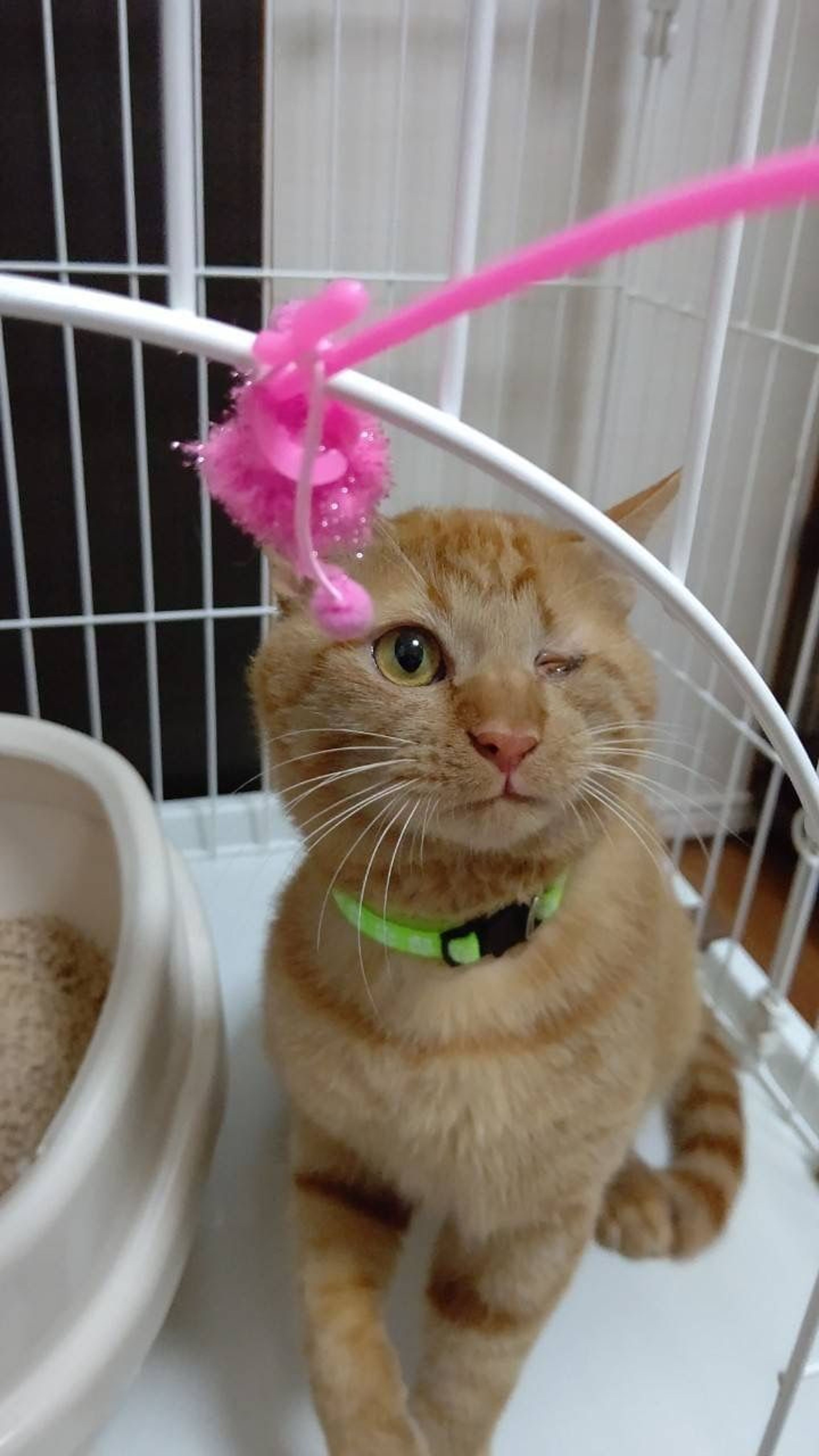 pet-image-4