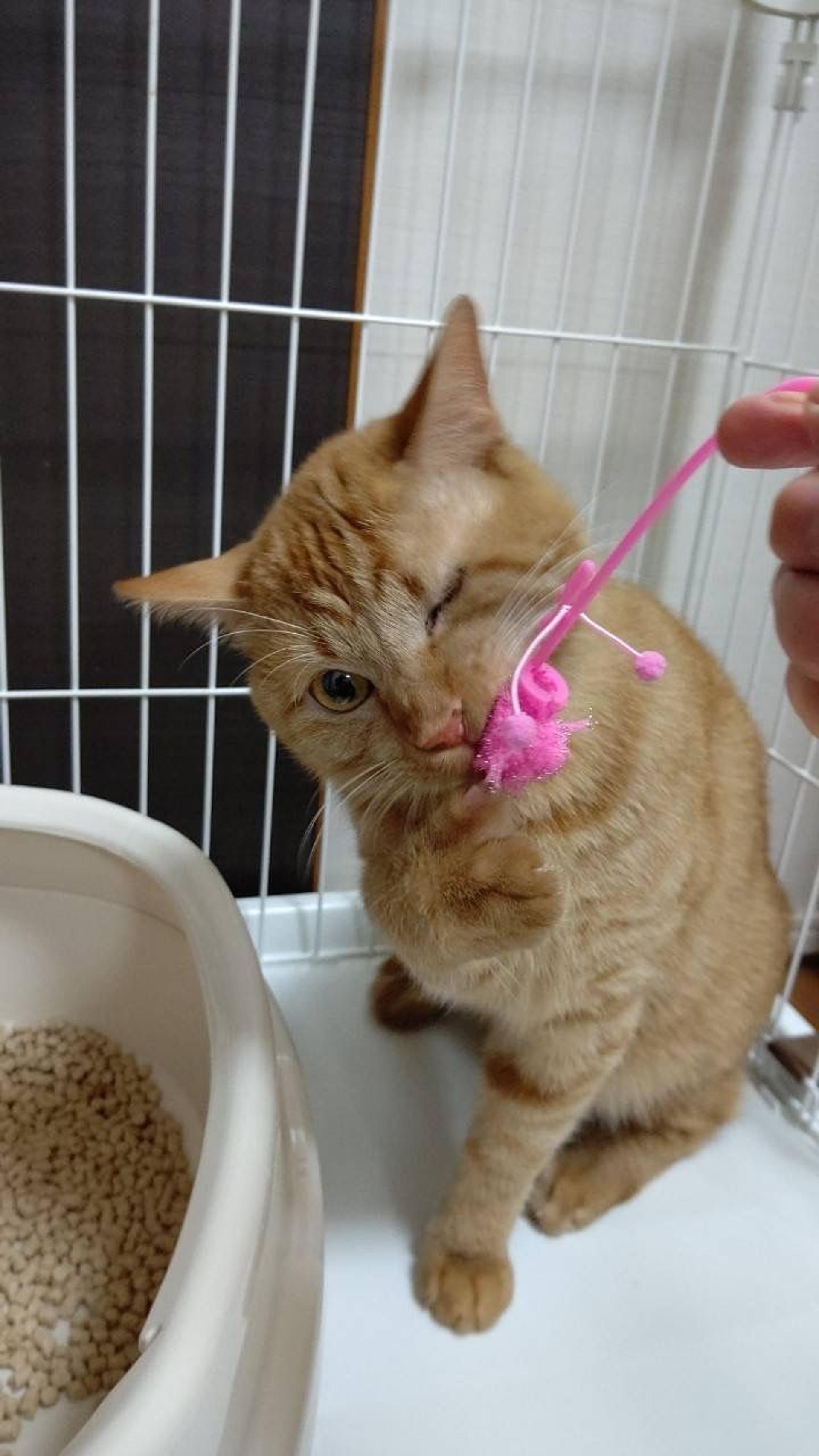 pet-image-5