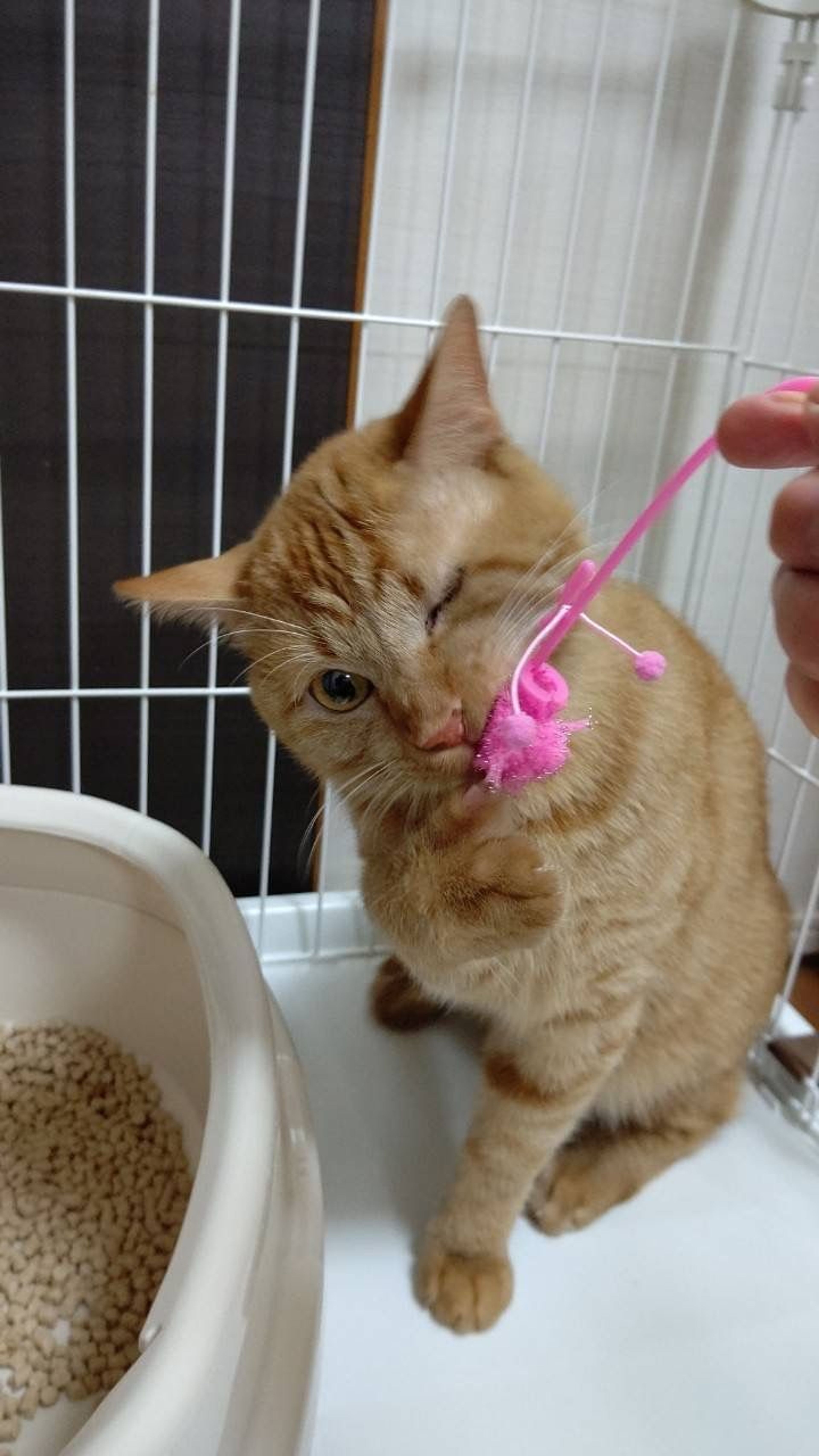 pet-image-5