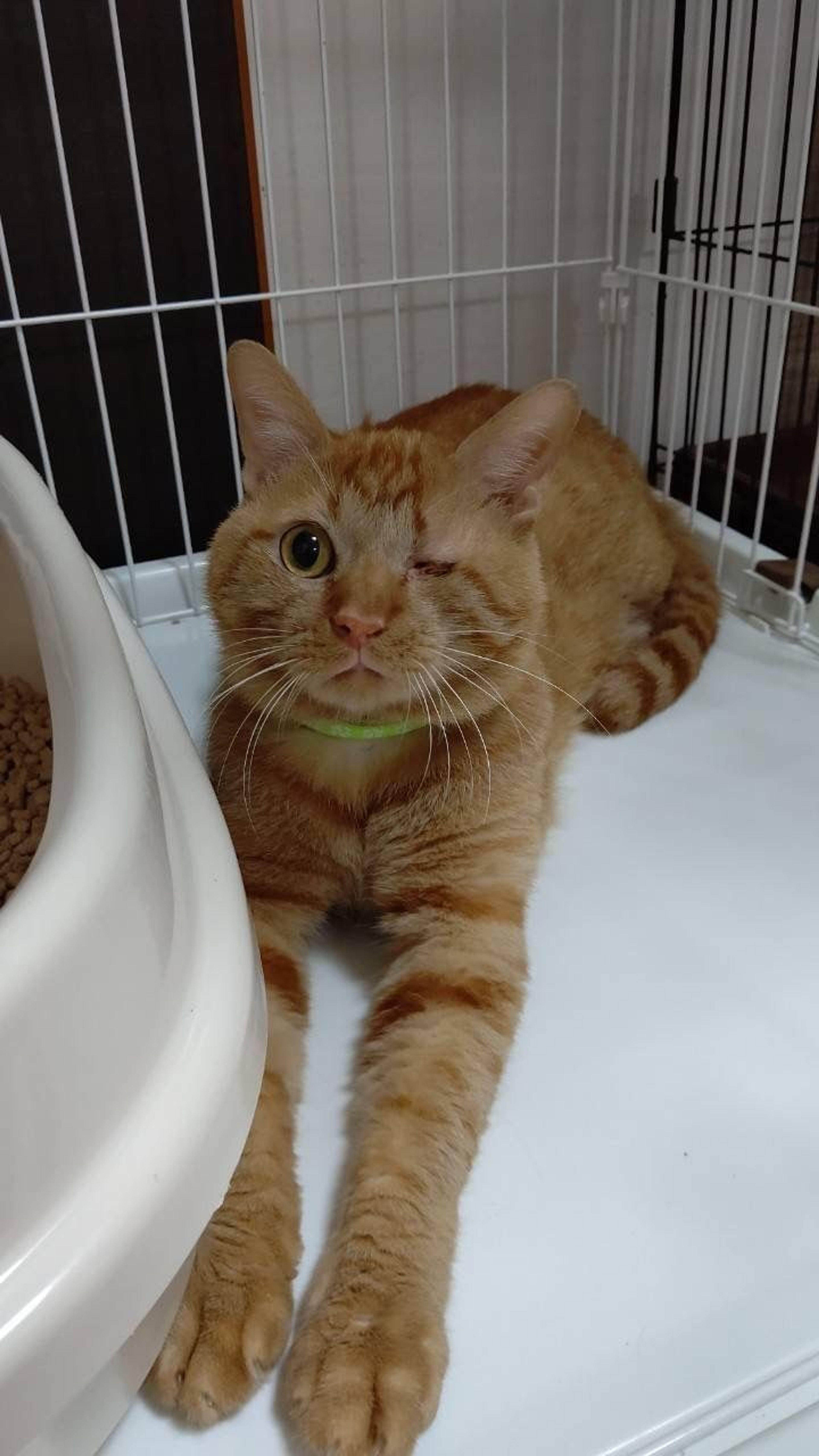 pet-image-6