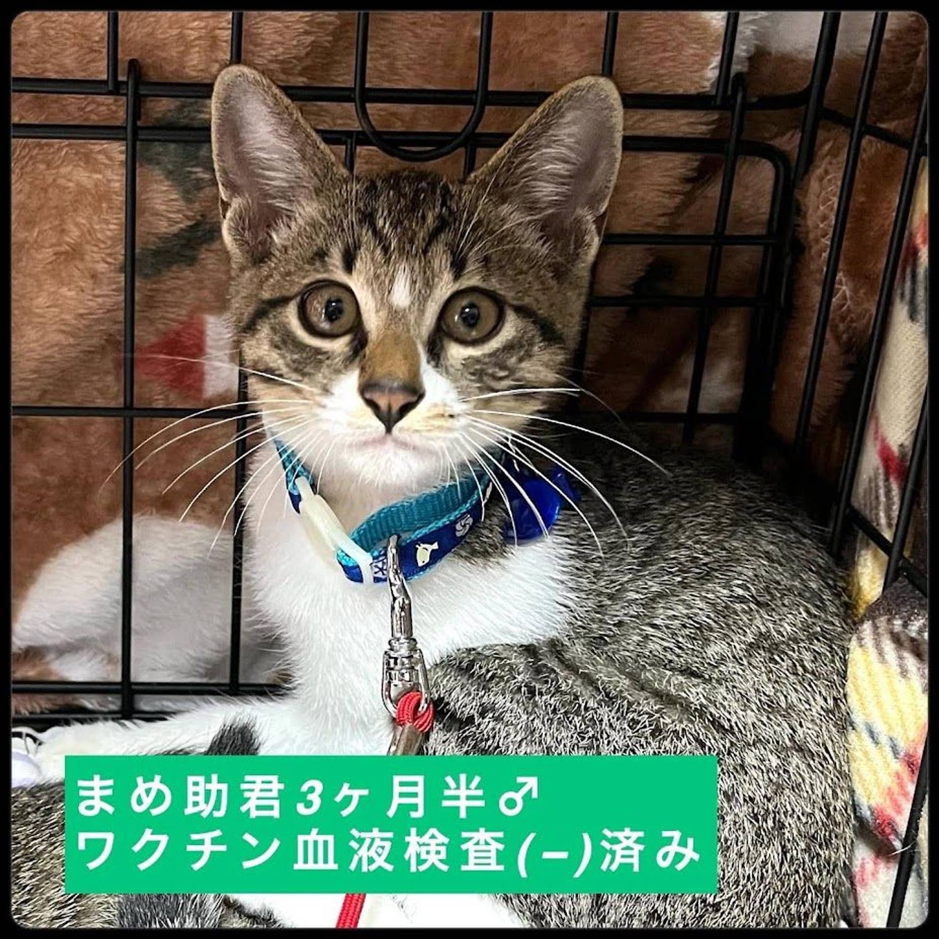 雑種（ミックス猫）・オスの里親募集の写真