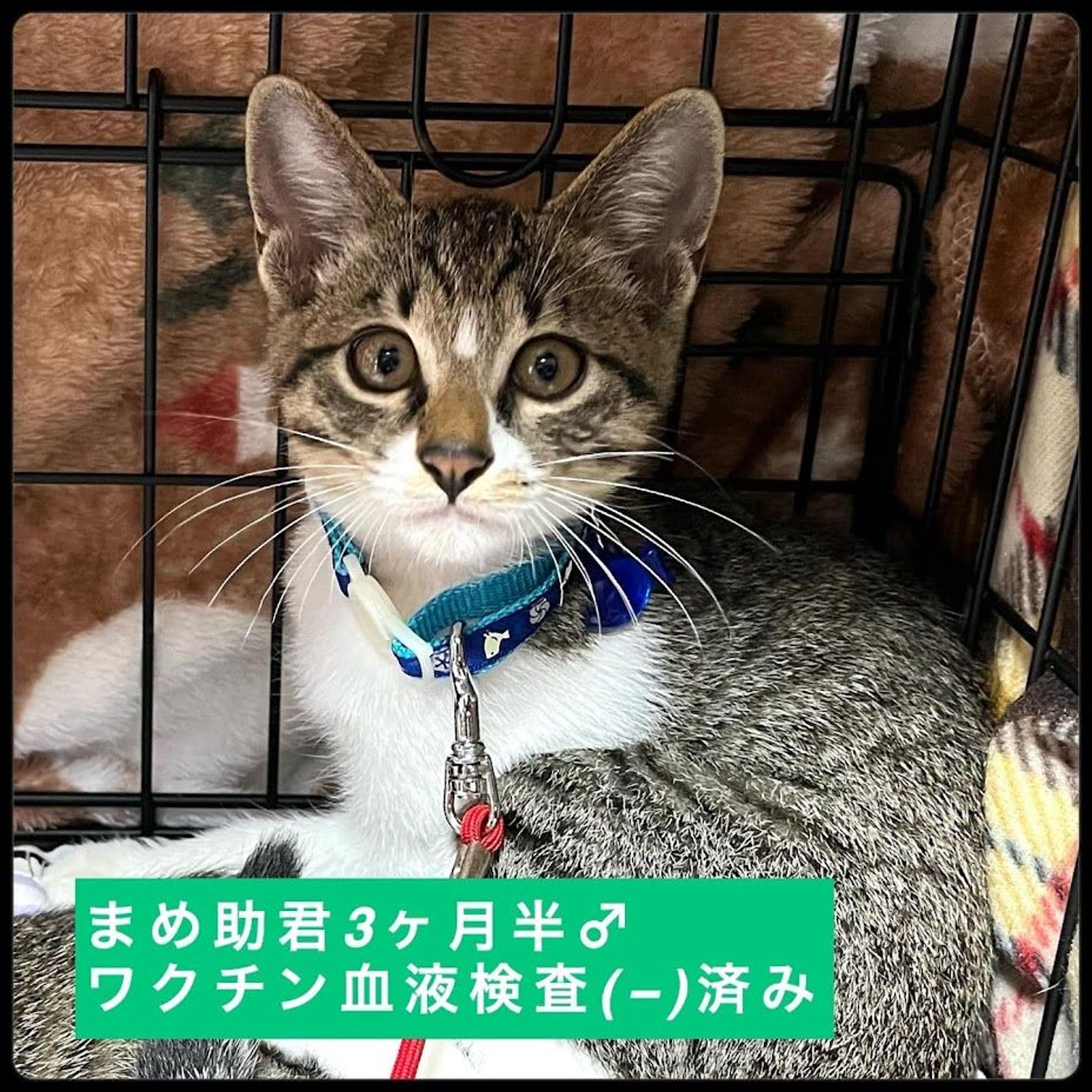 雑種（ミックス猫）・オスの里親募集の写真