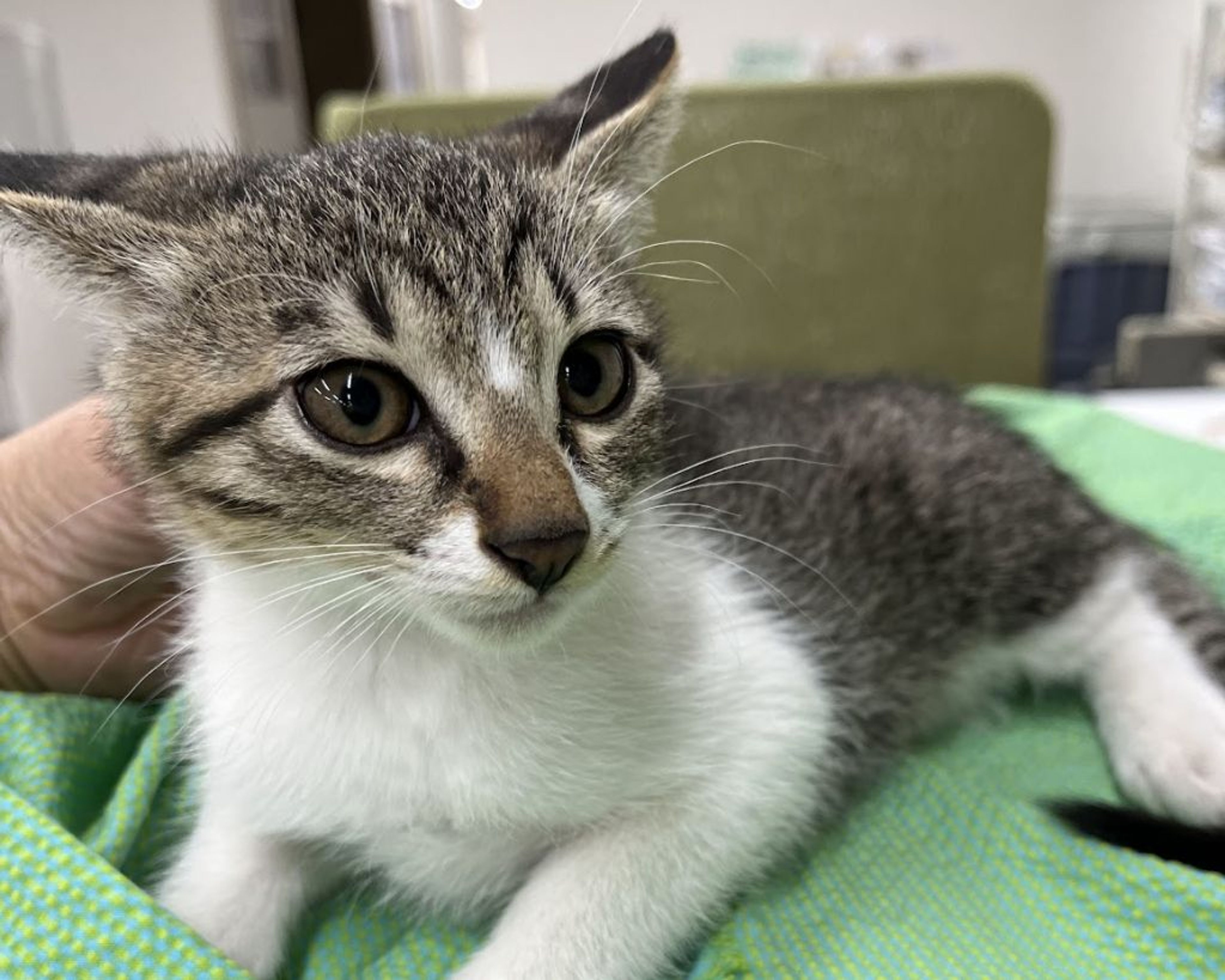 pet-image-5