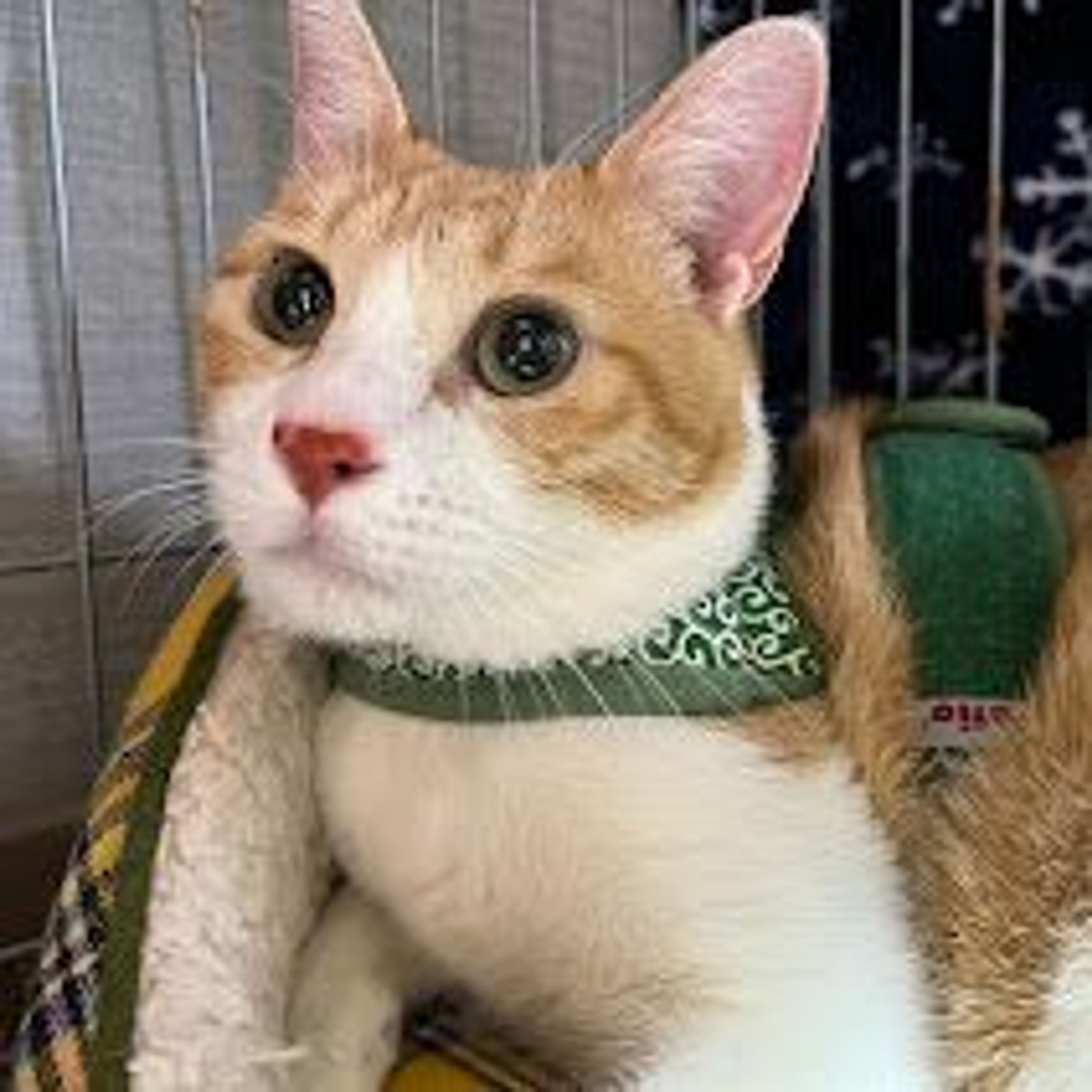 pet-image-2