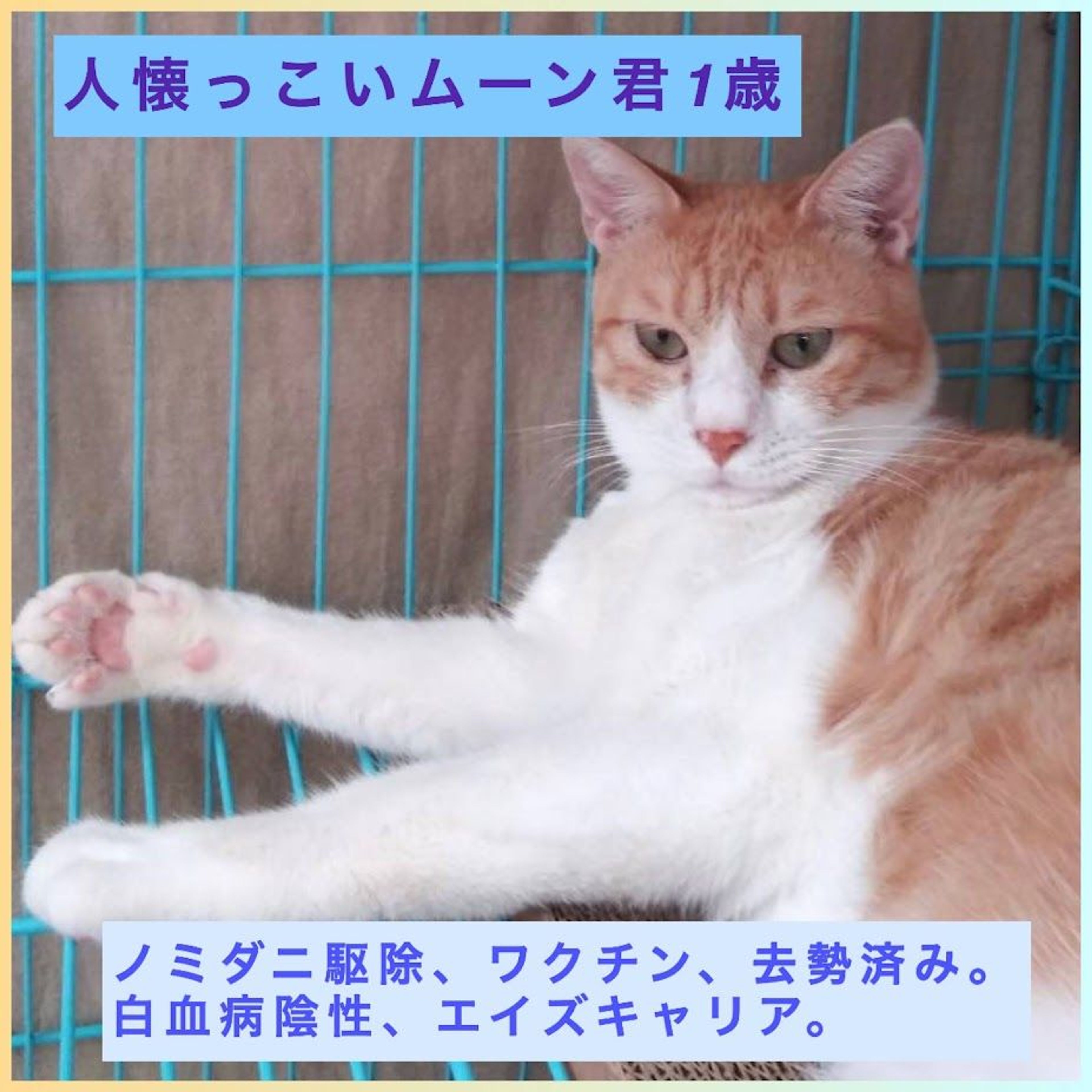 pet-image-4