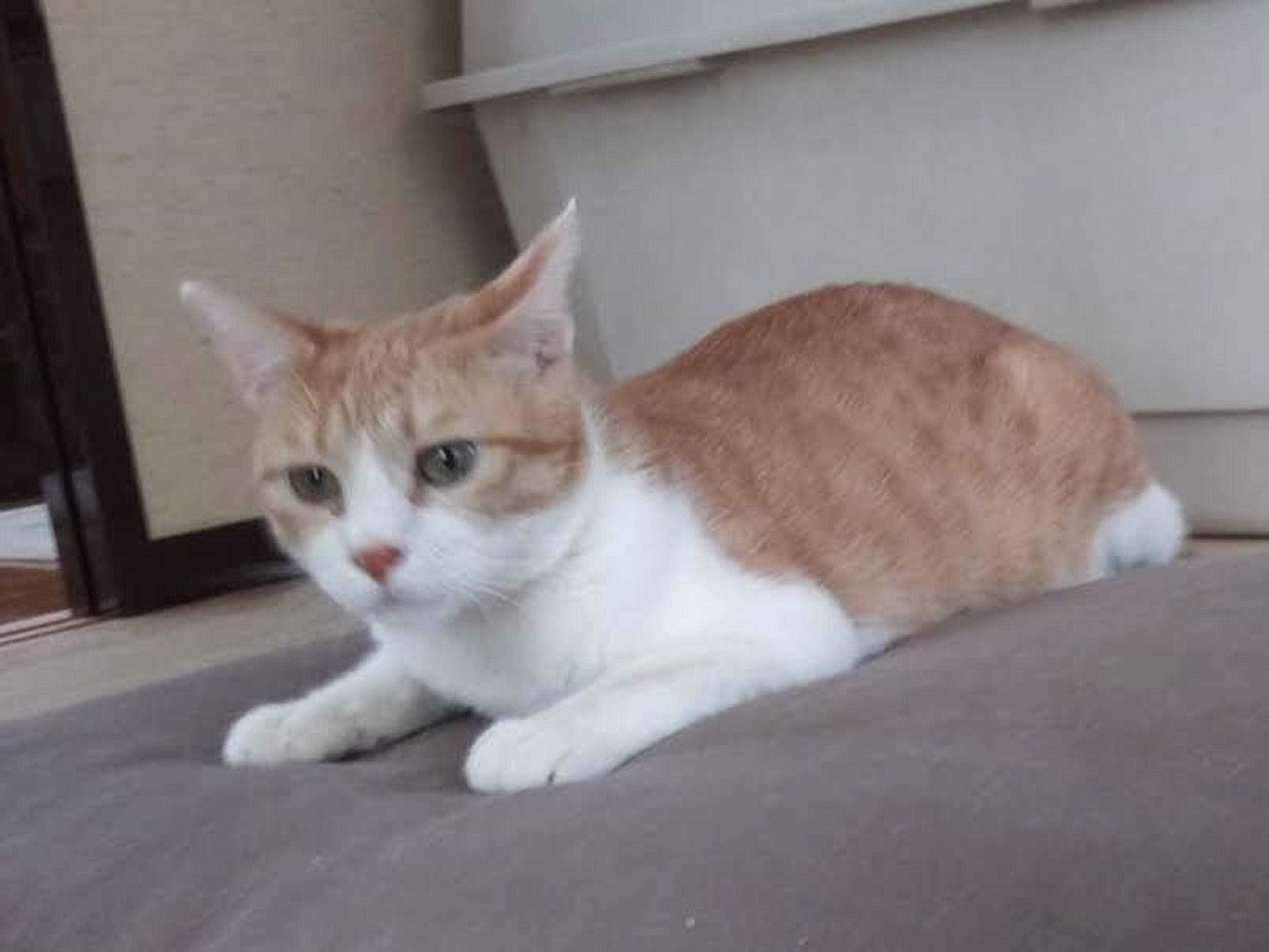 pet-image-5