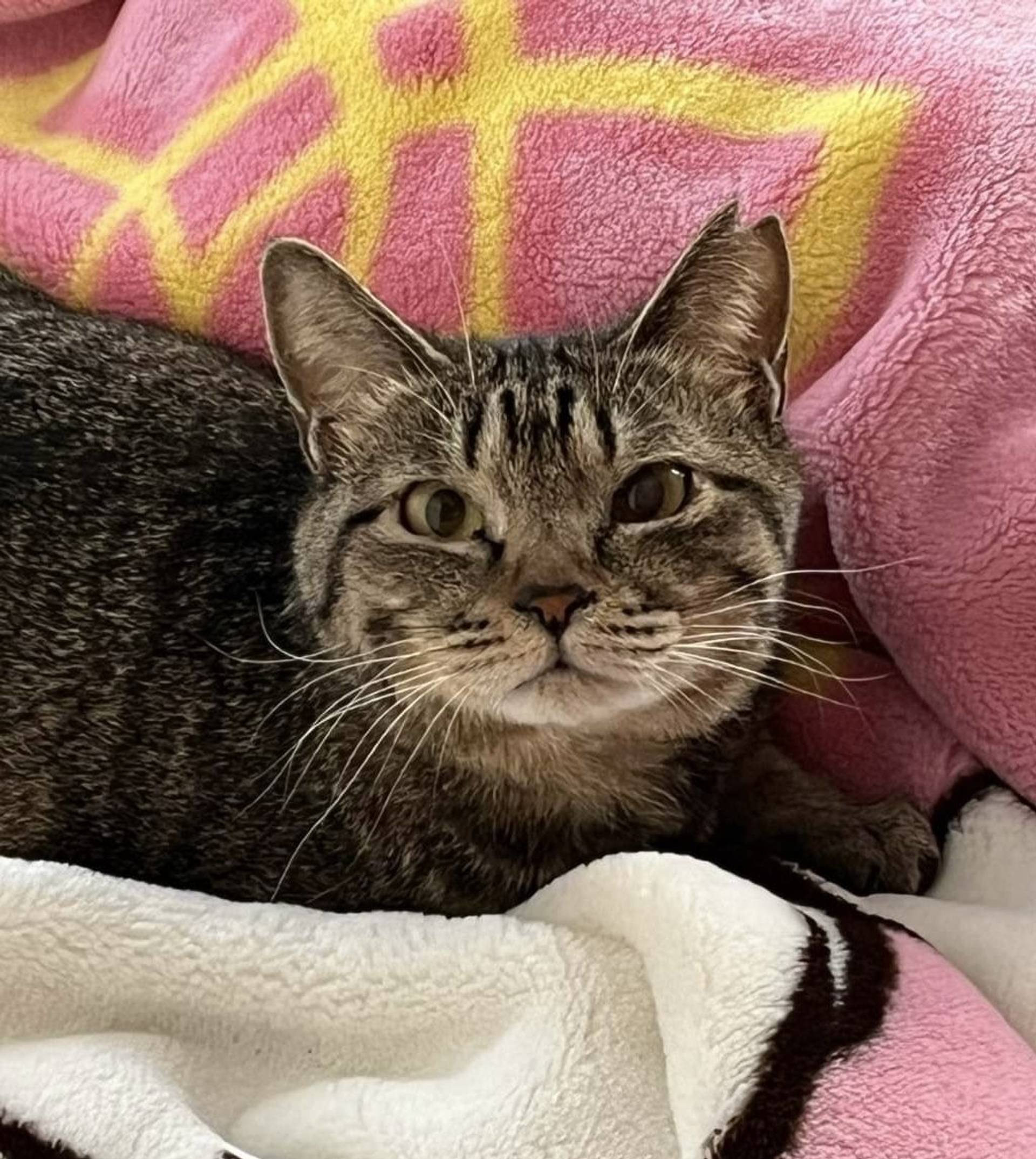 雑種（ミックス猫）・メスの里親募集の写真