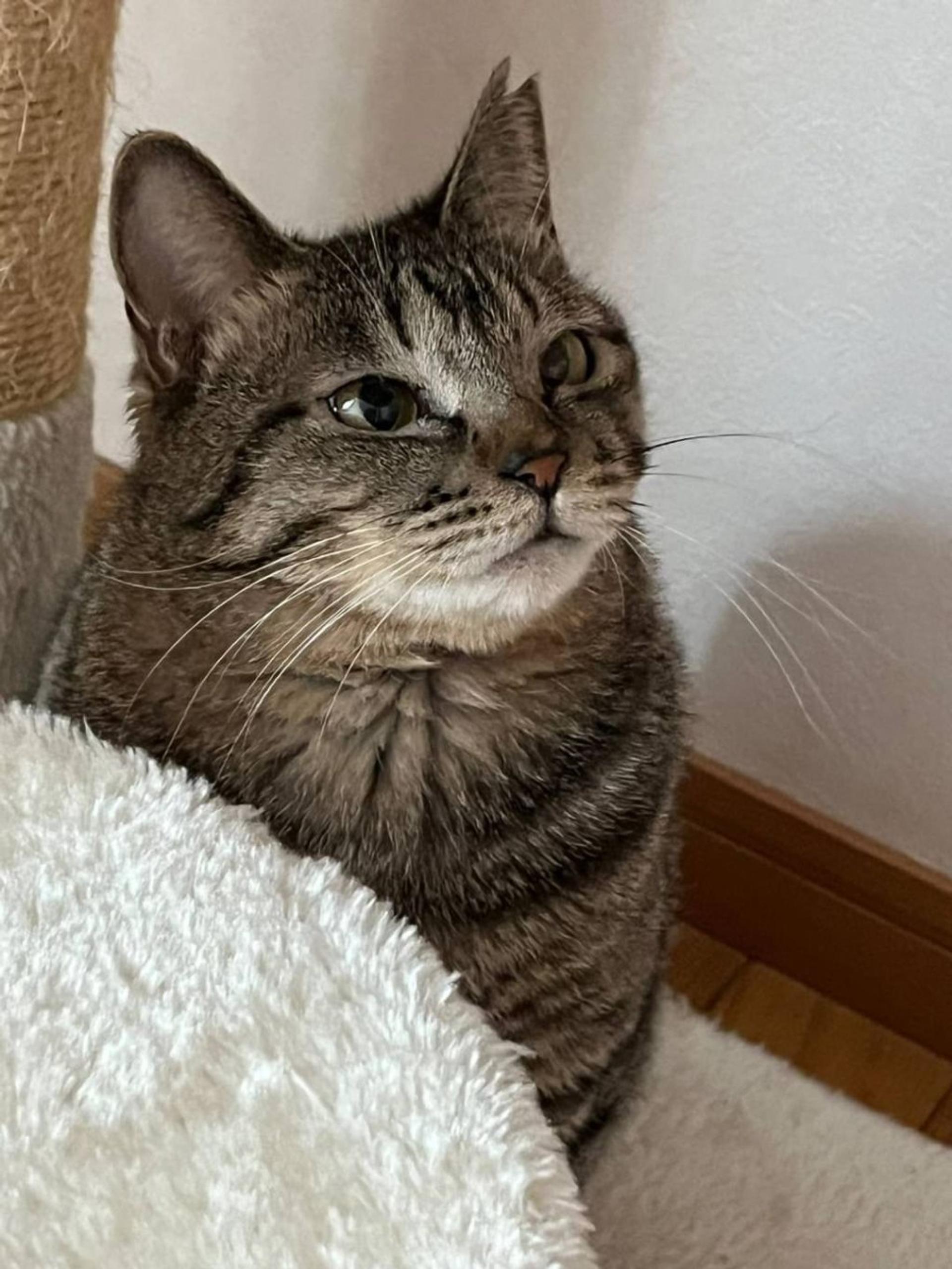 pet-image-4