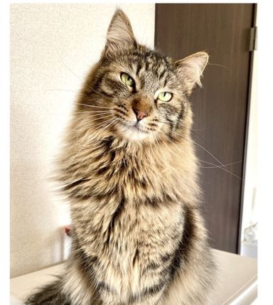 シナモンくん