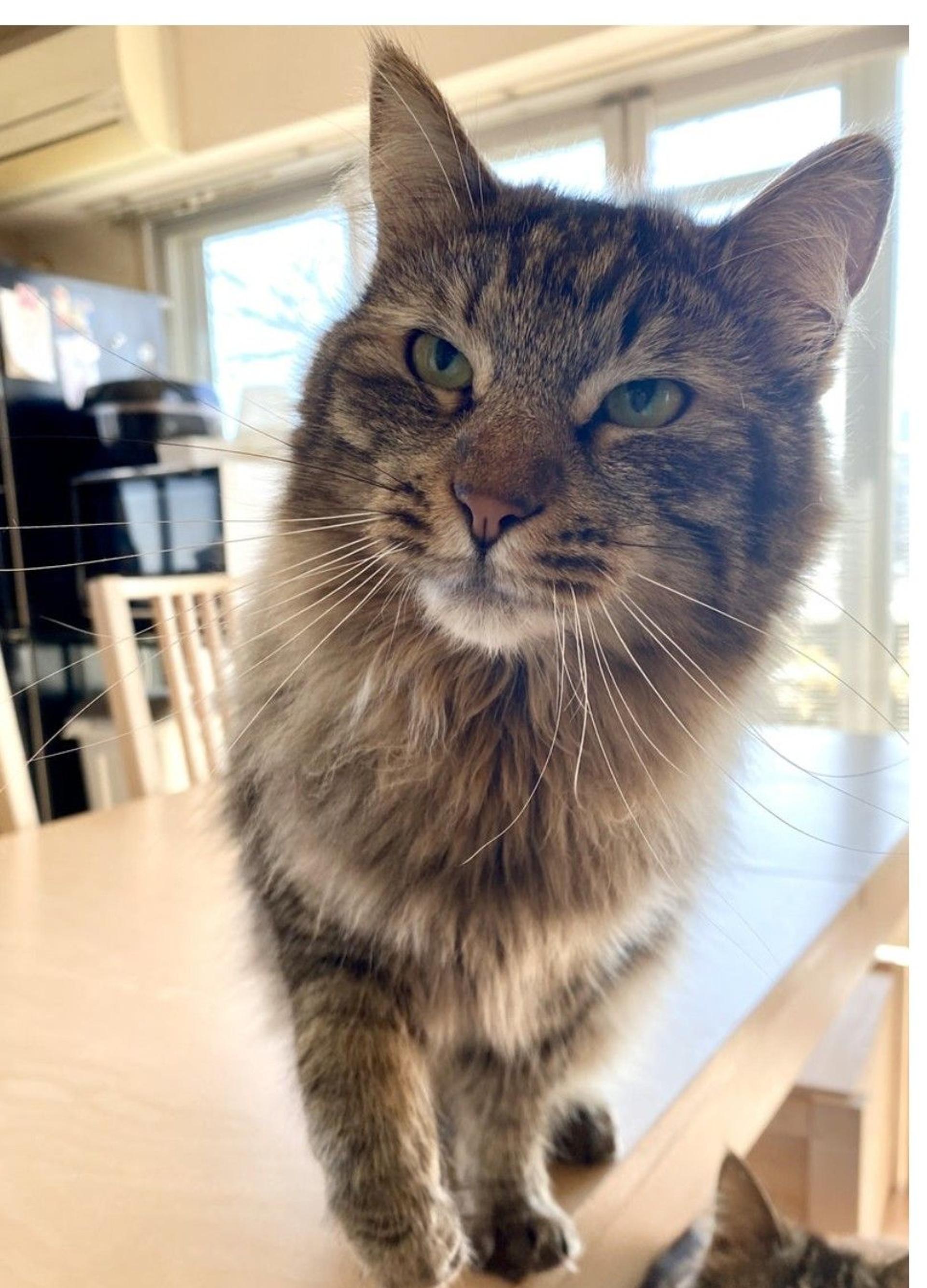 pet-image-3