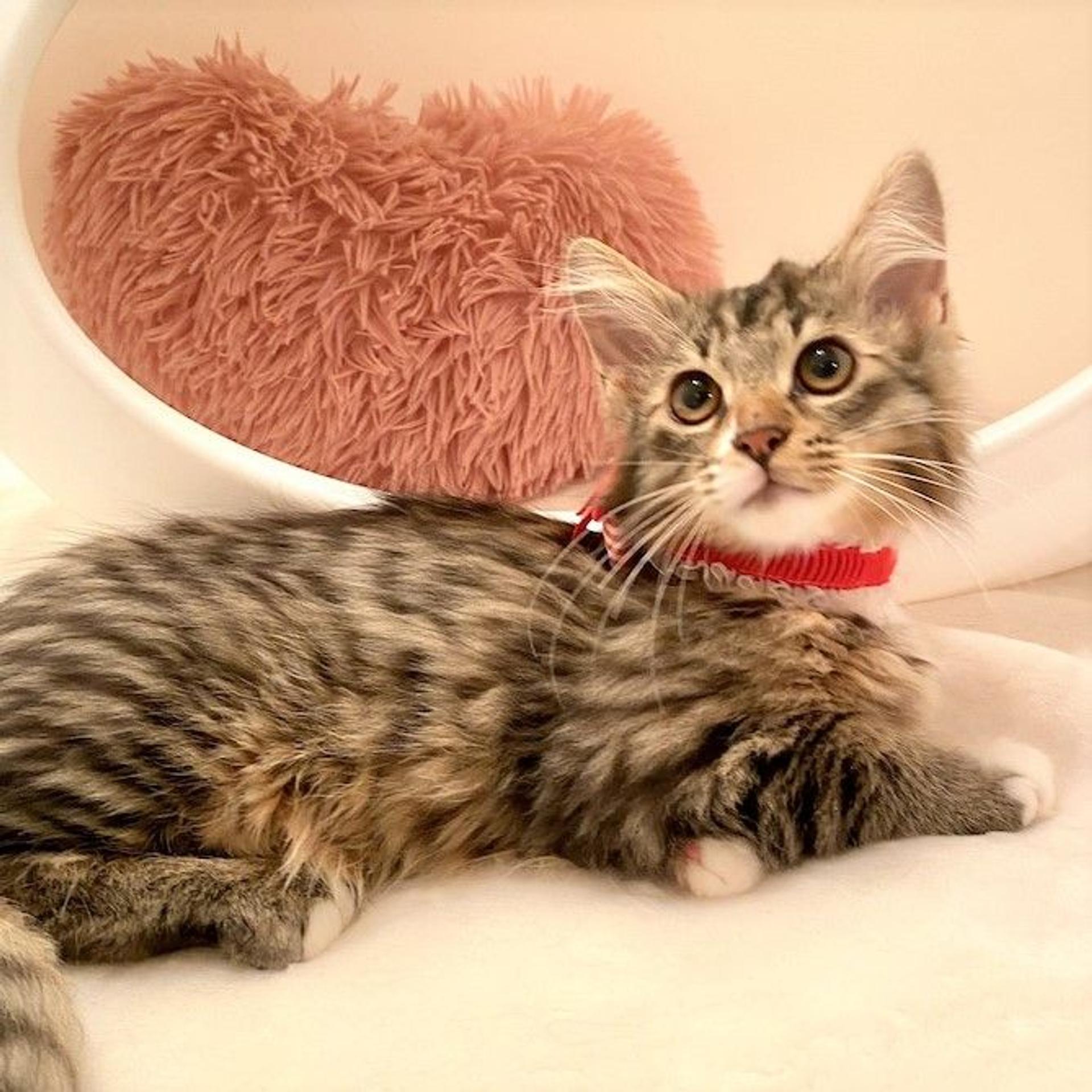 pet-image-3