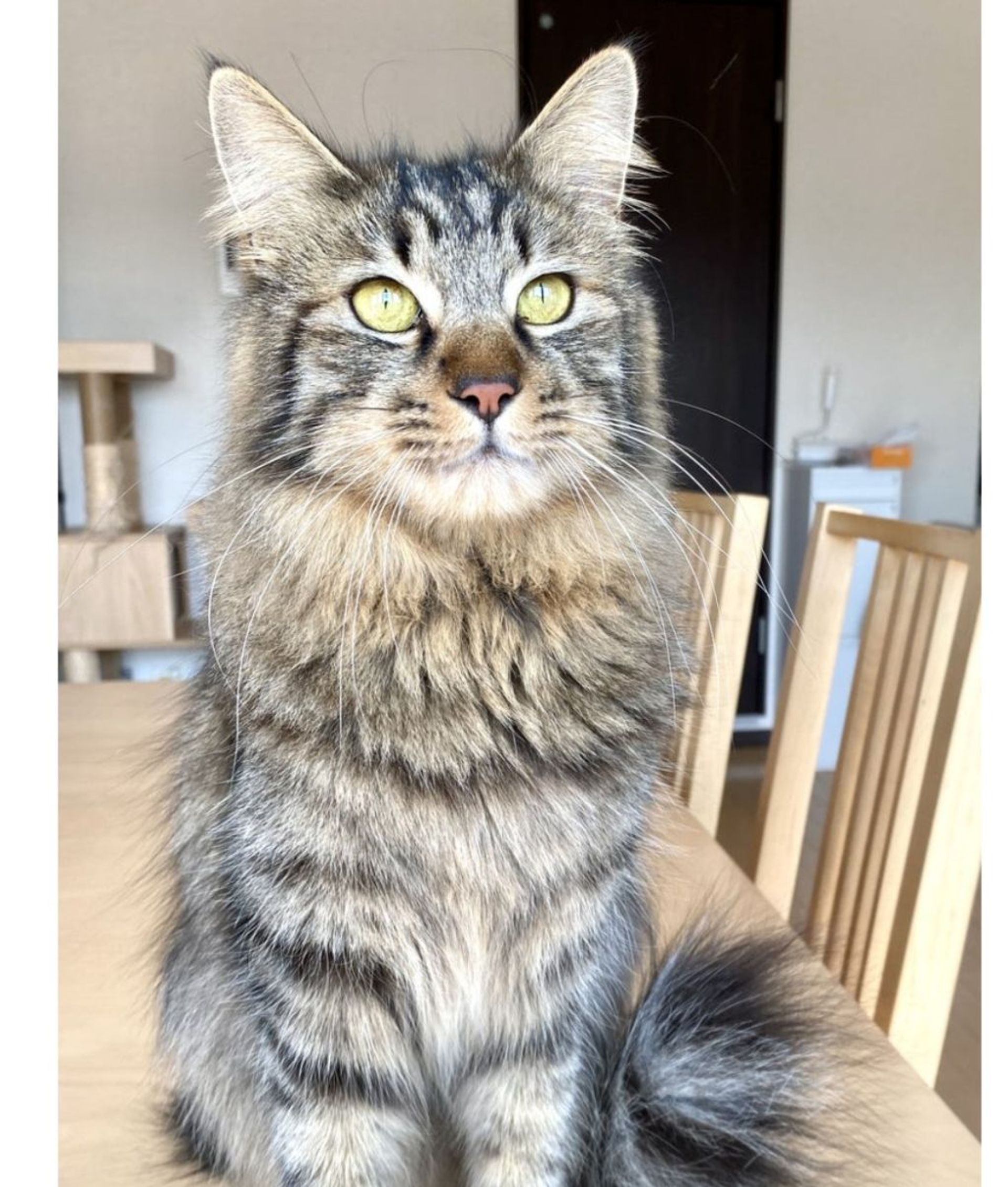 雑種（ミックス猫）・オスの里親募集の写真