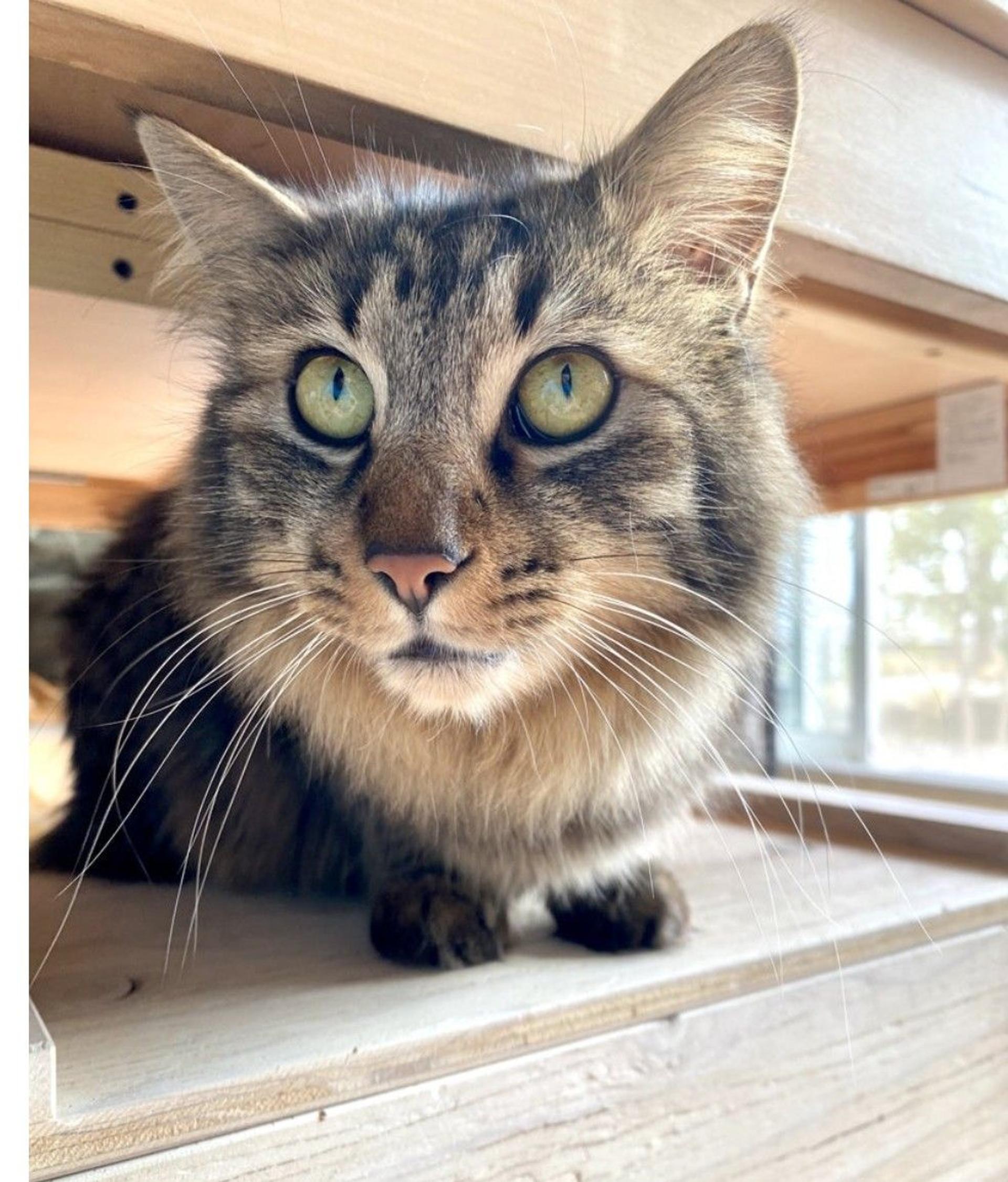 pet-image-3