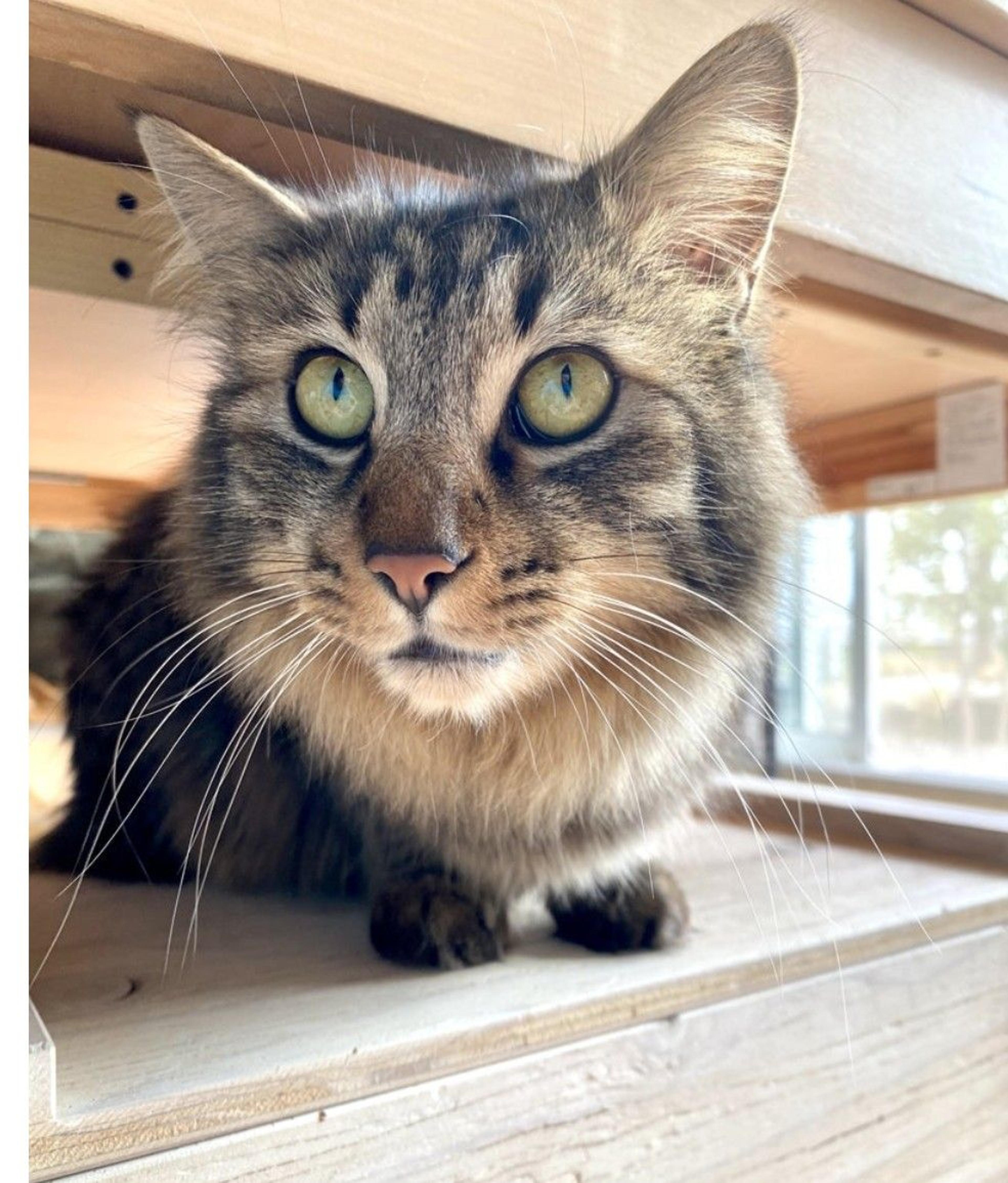 pet-image-3