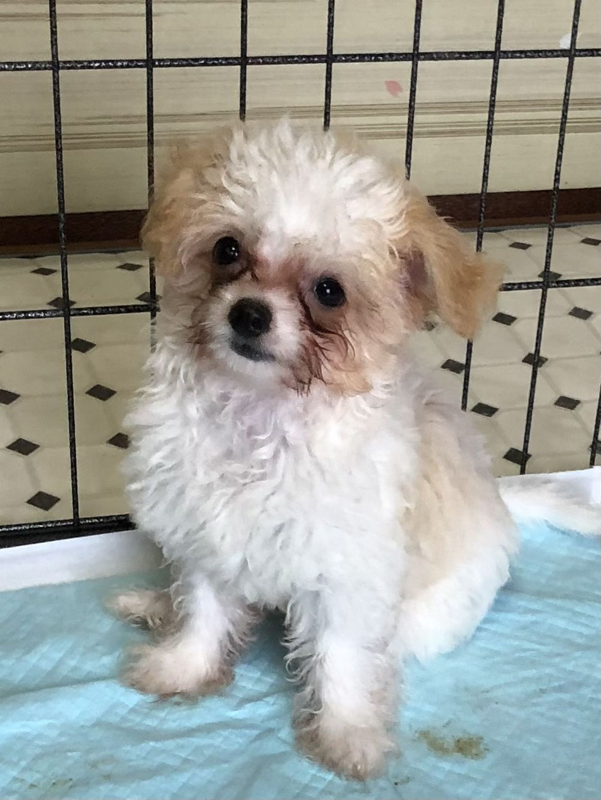 雑種（ミックス犬）・オスの里親募集の写真