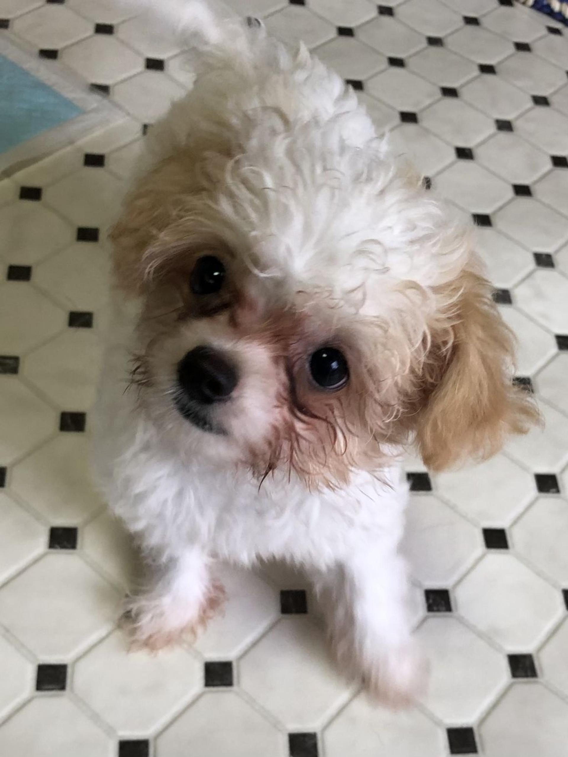 pet-image-2