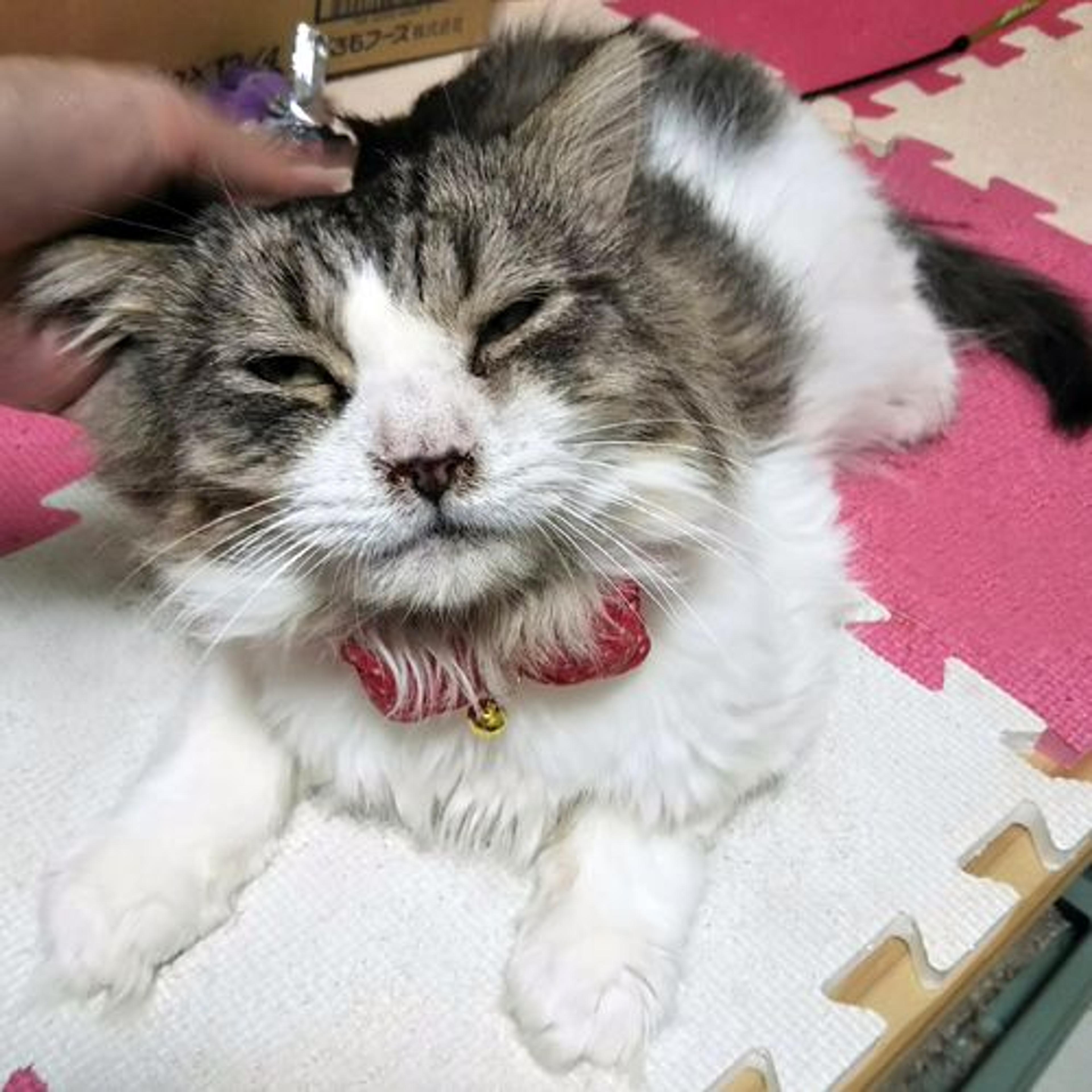 pet-image-2