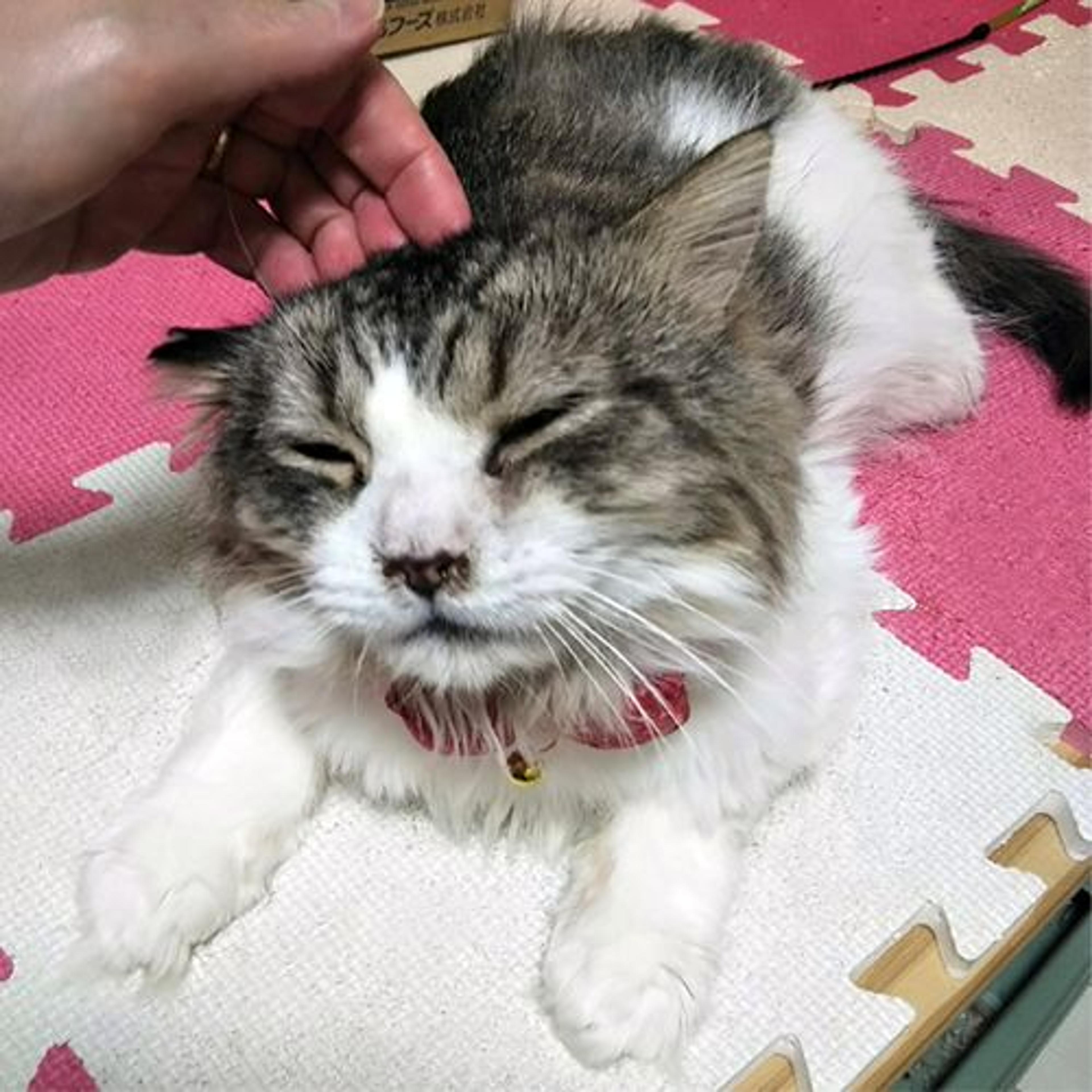 pet-image-3