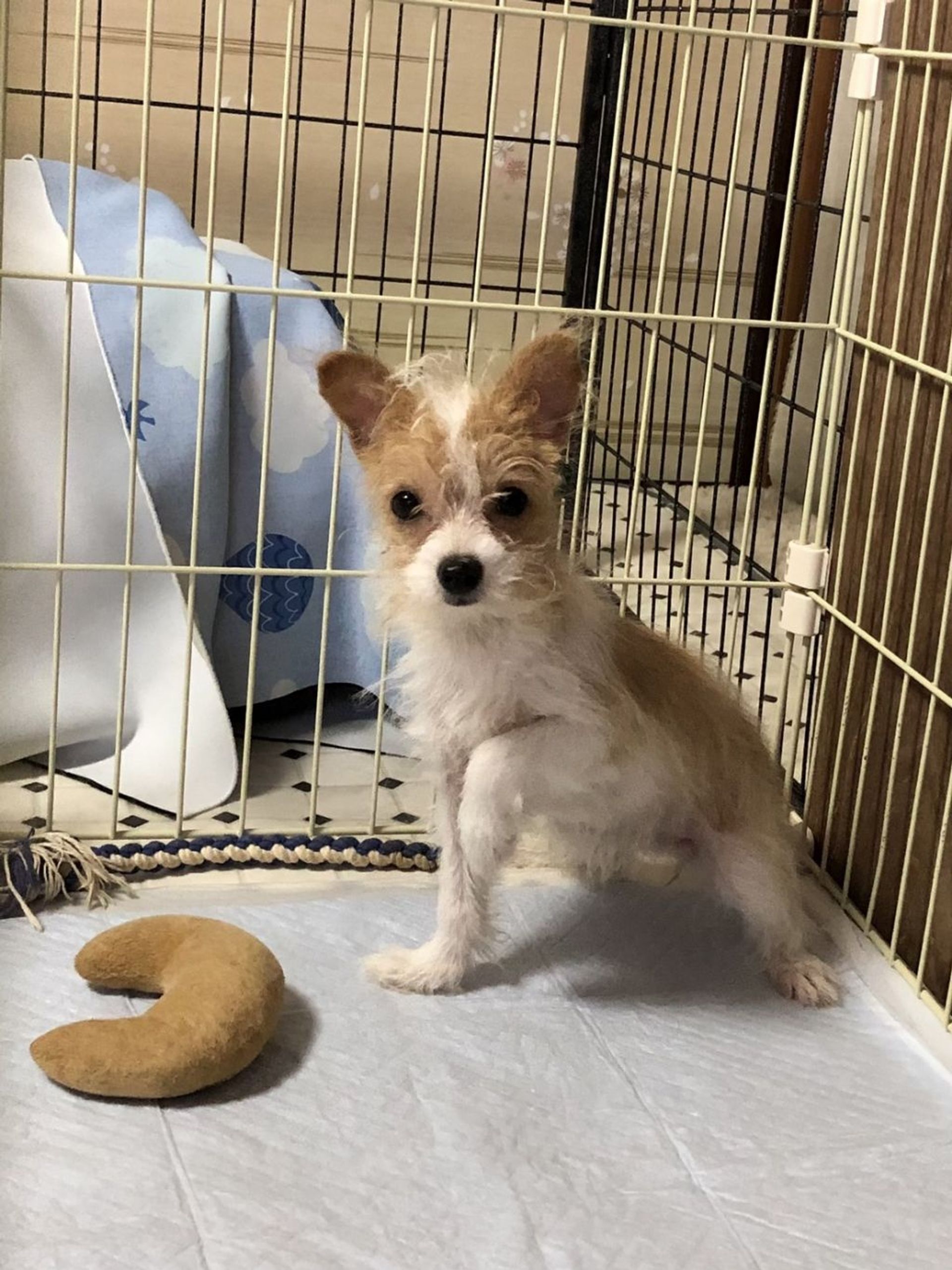 雑種（ミックス犬）・メスの里親募集の写真