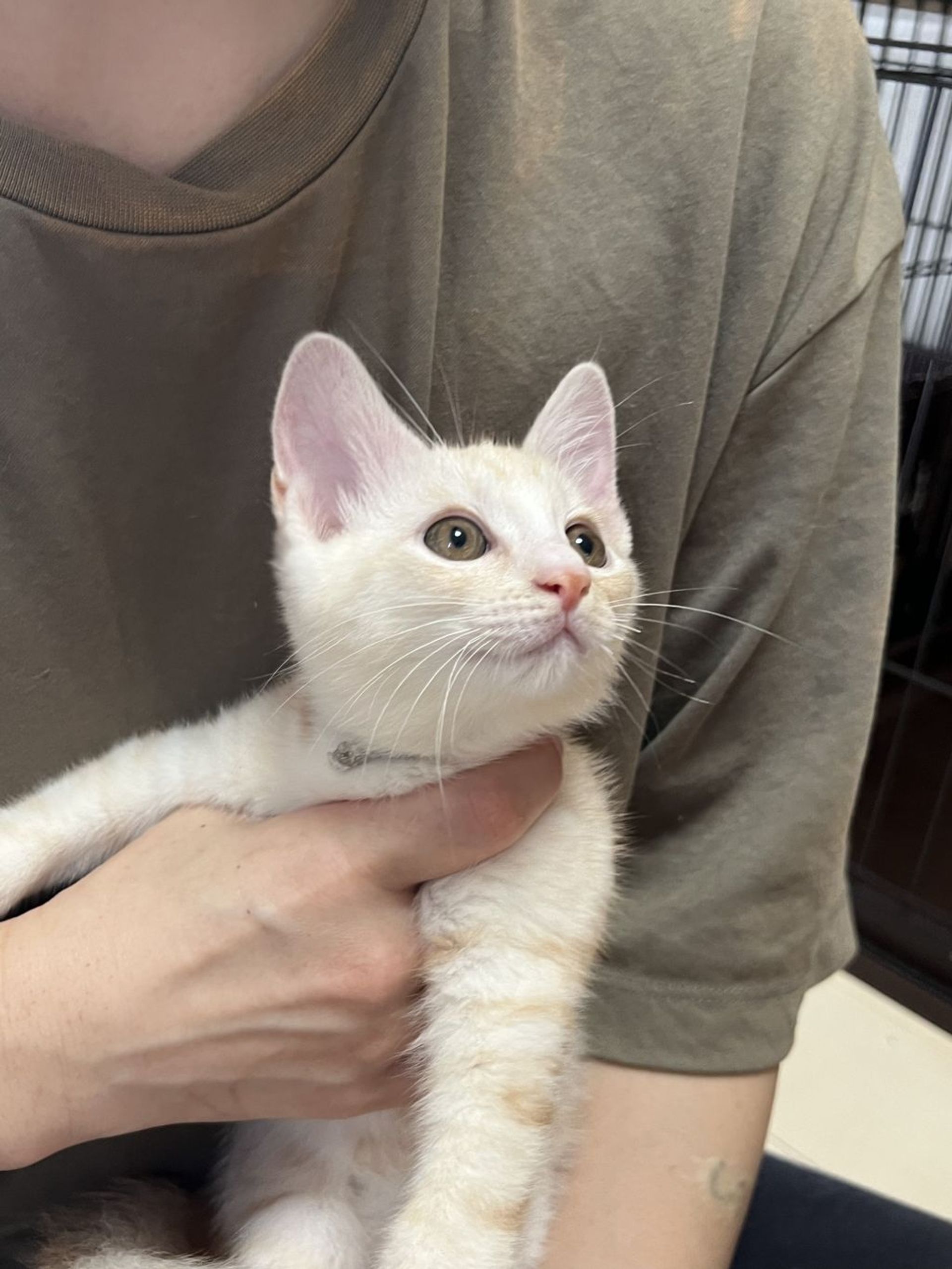 雑種（ミックス猫）・オスの里親募集の写真