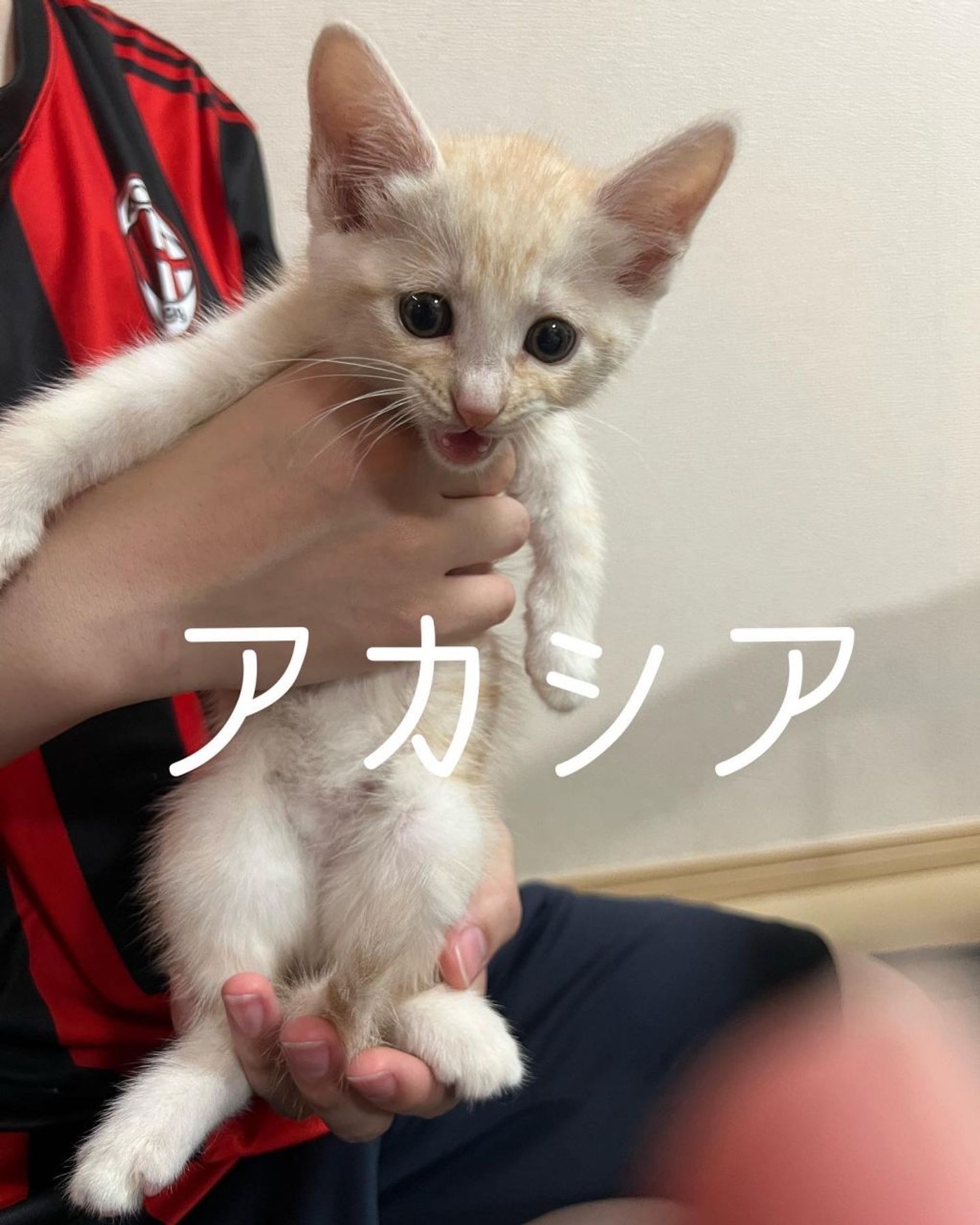 雑種（ミックス猫）・オスの里親募集の写真
