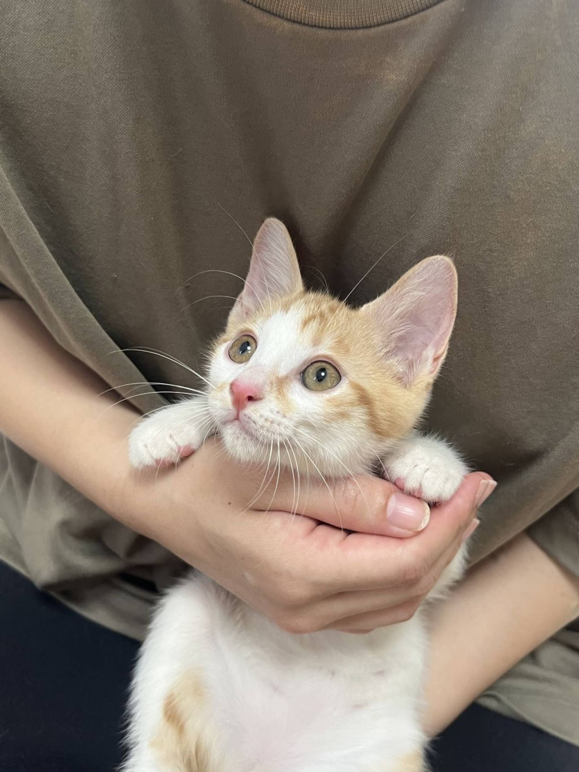 雑種（ミックス猫）・オスの里親募集の写真