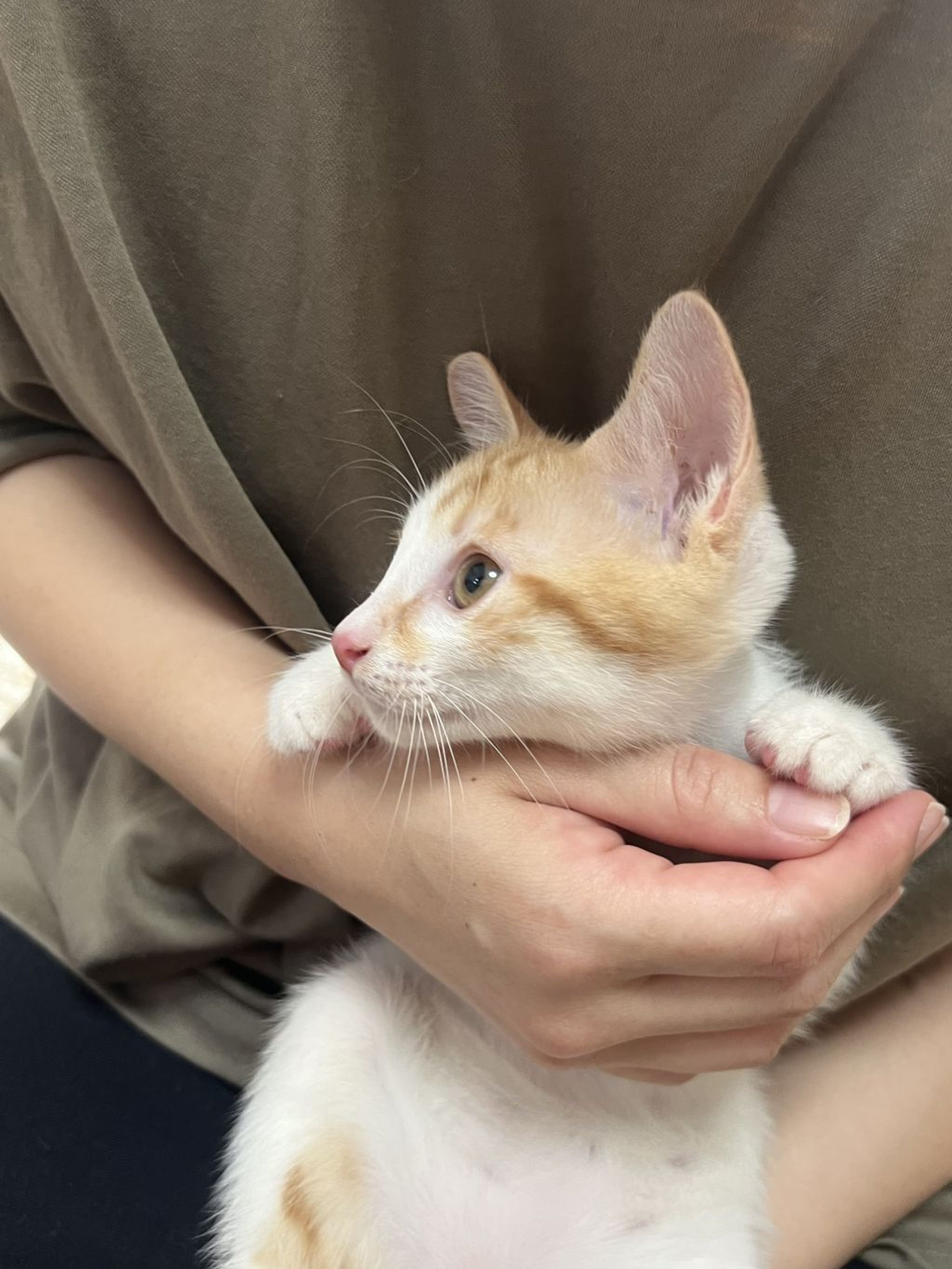 pet-image-3