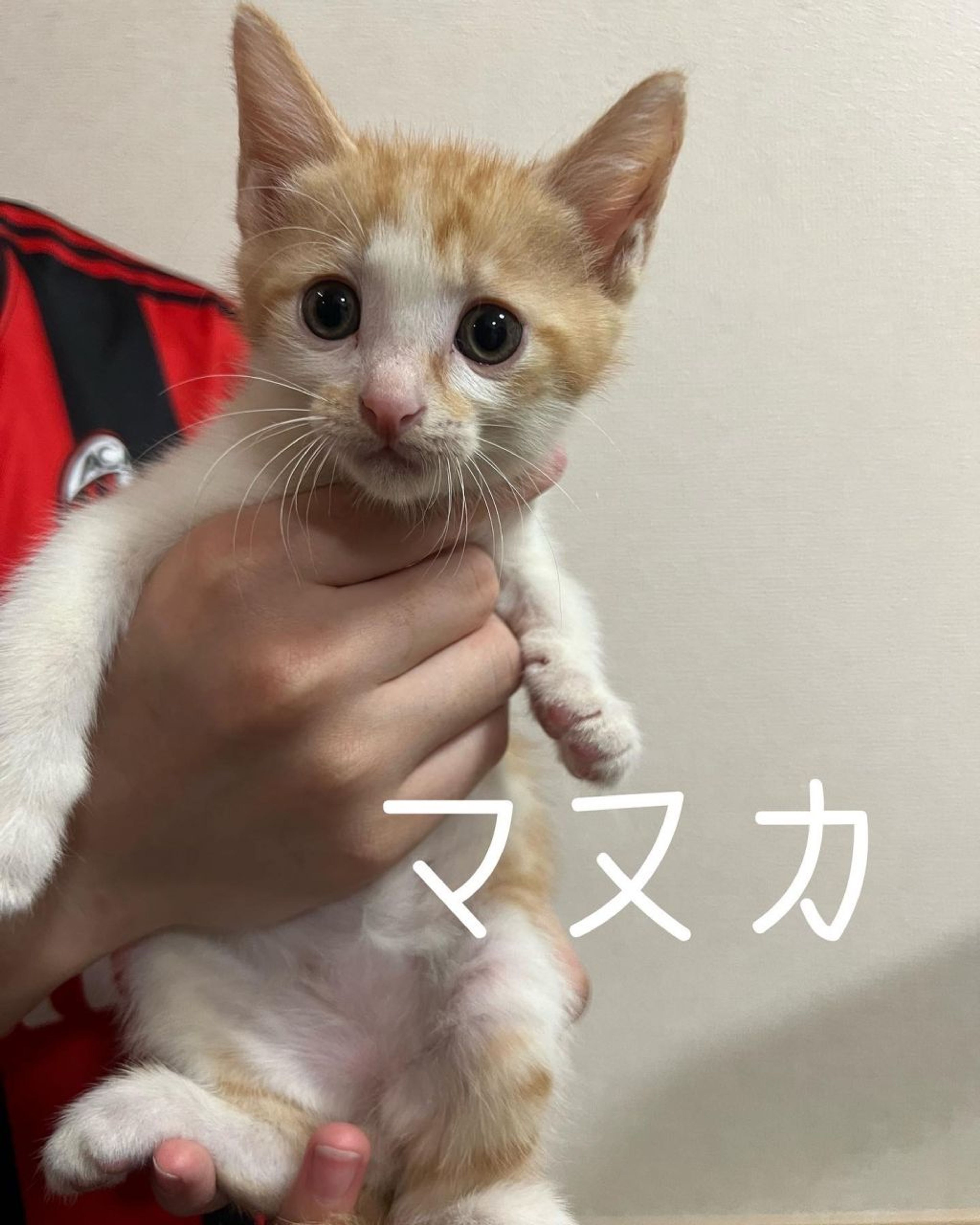 雑種（ミックス猫）・オスの里親募集の写真
