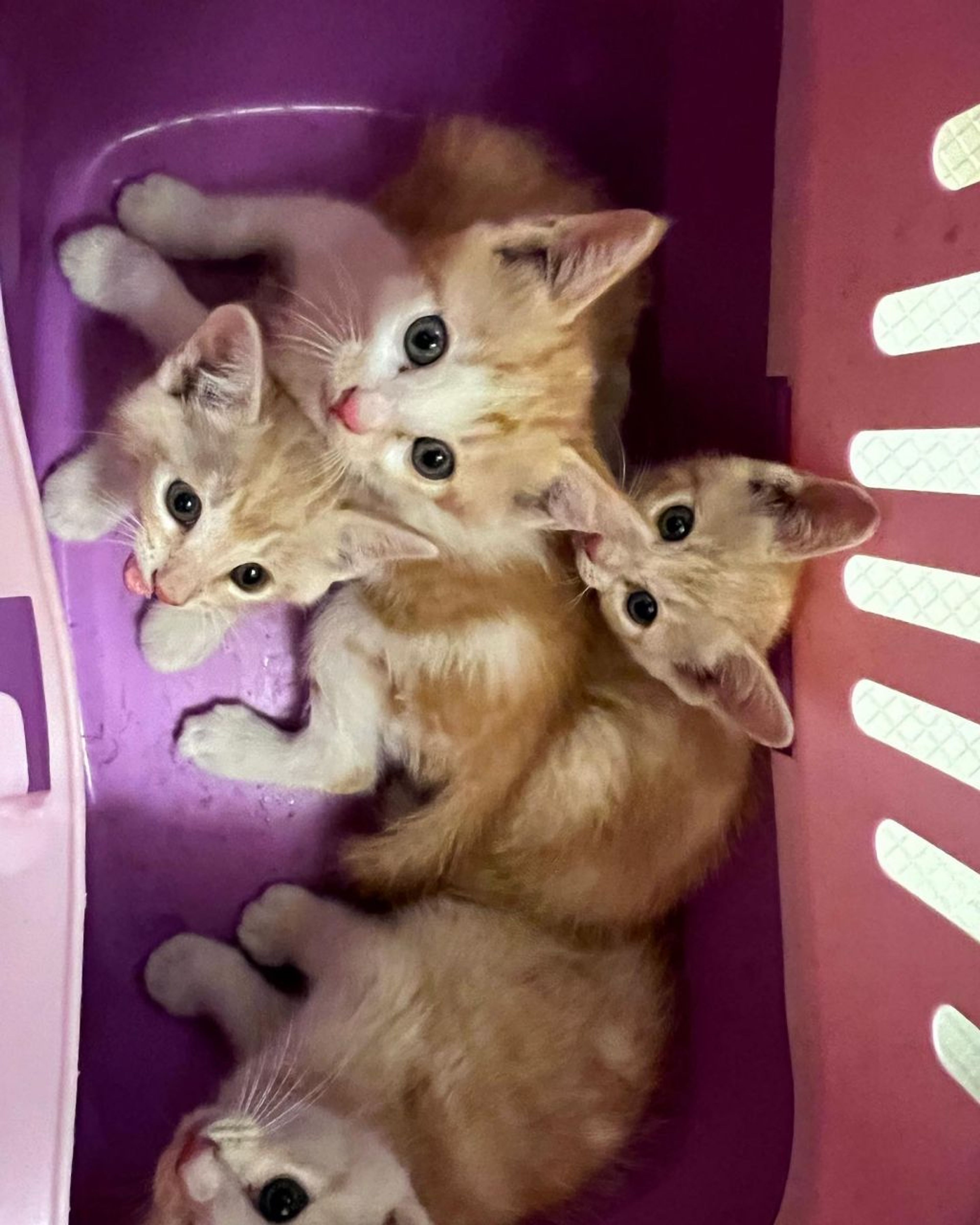pet-image-4