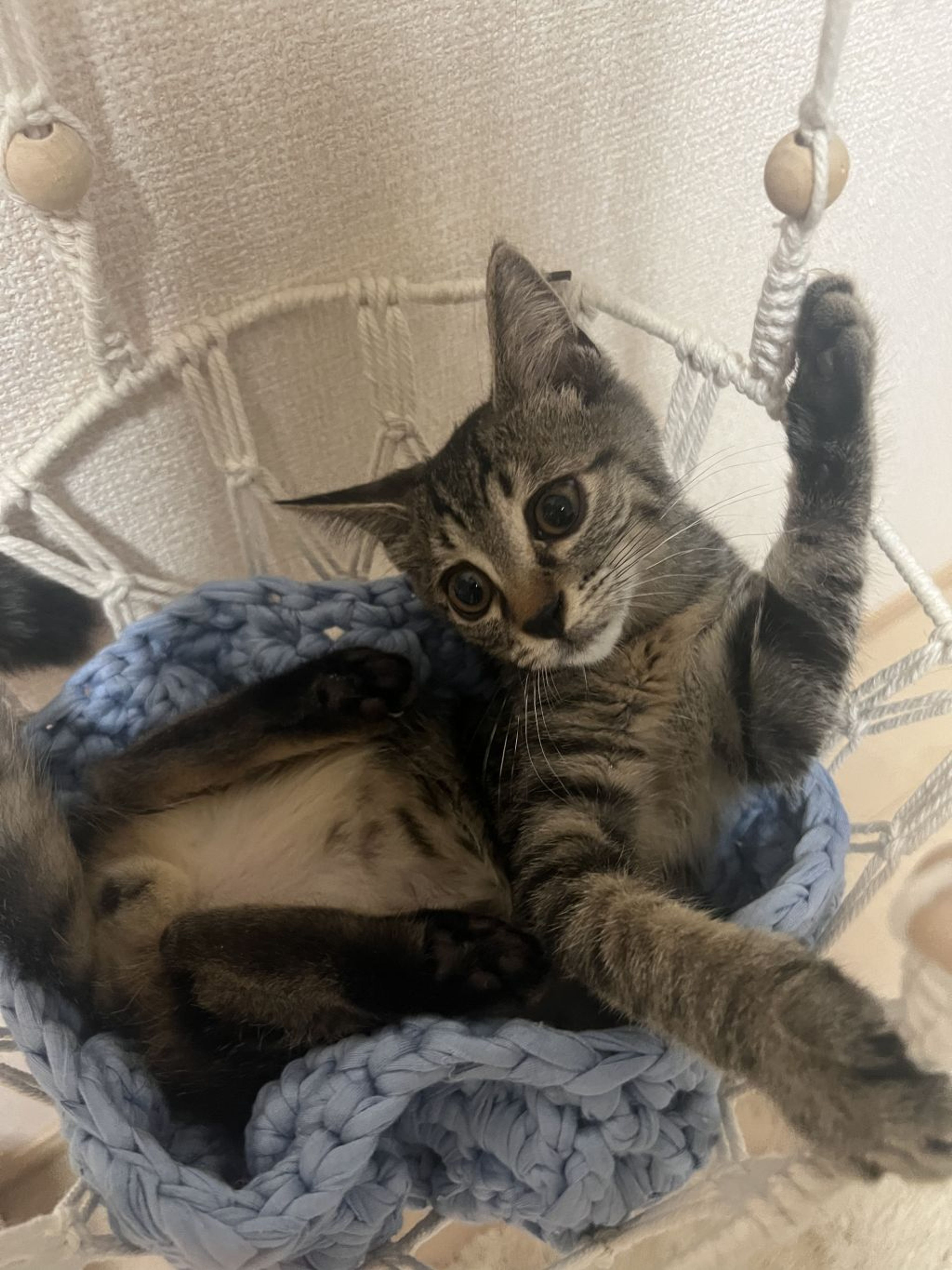 雑種（ミックス猫）・オスの里親募集の写真