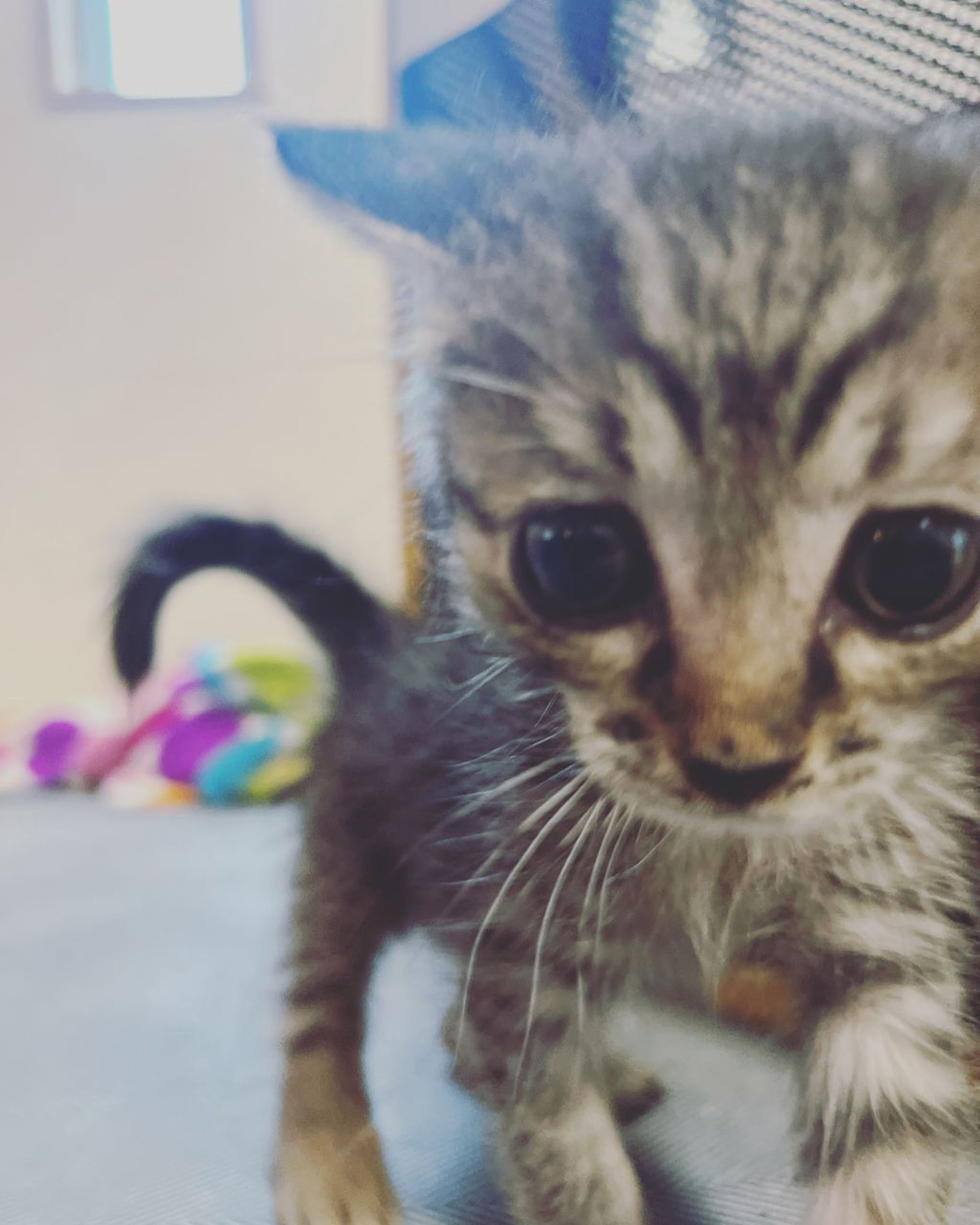 pet-image-3