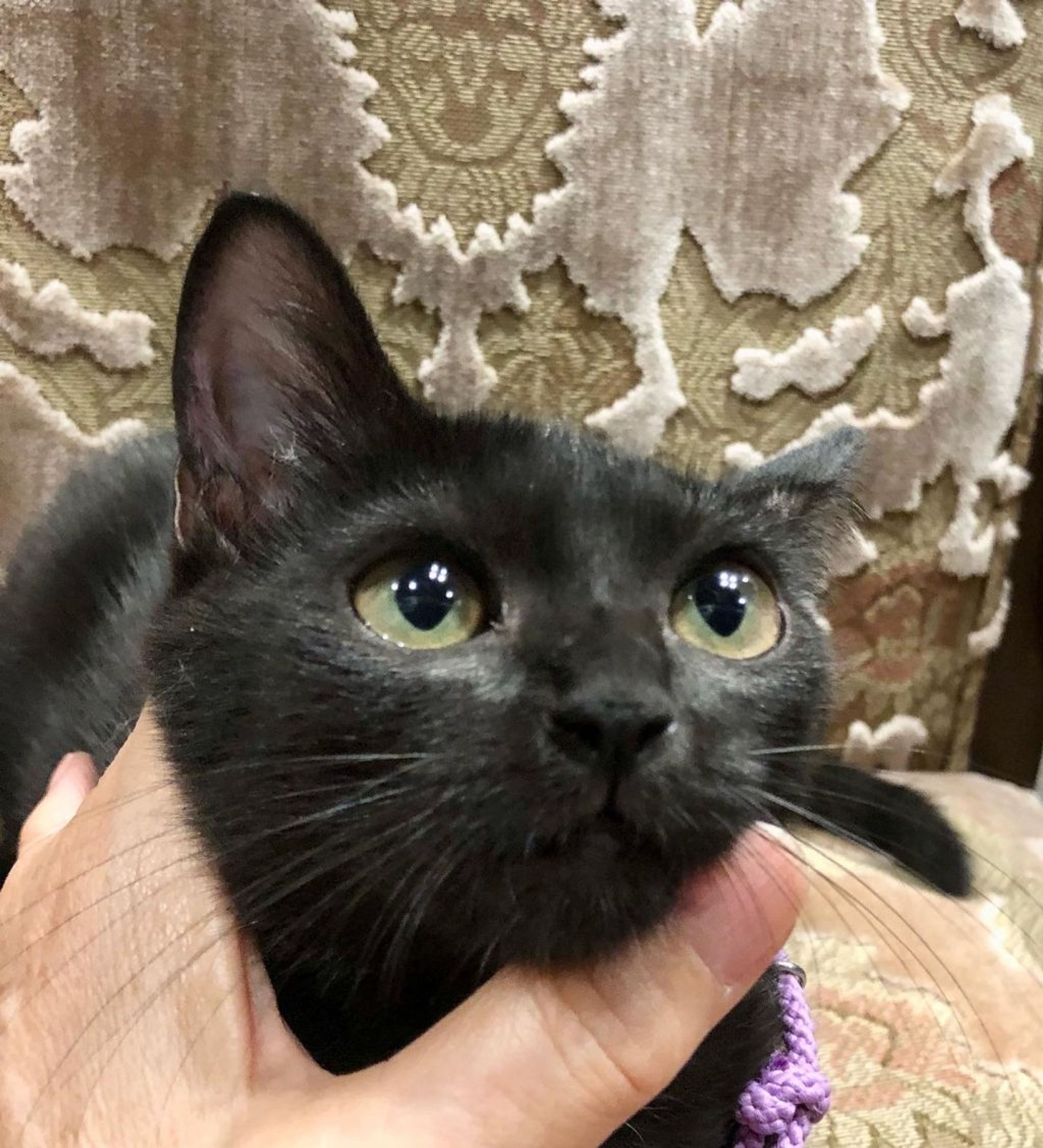 pet-image-3