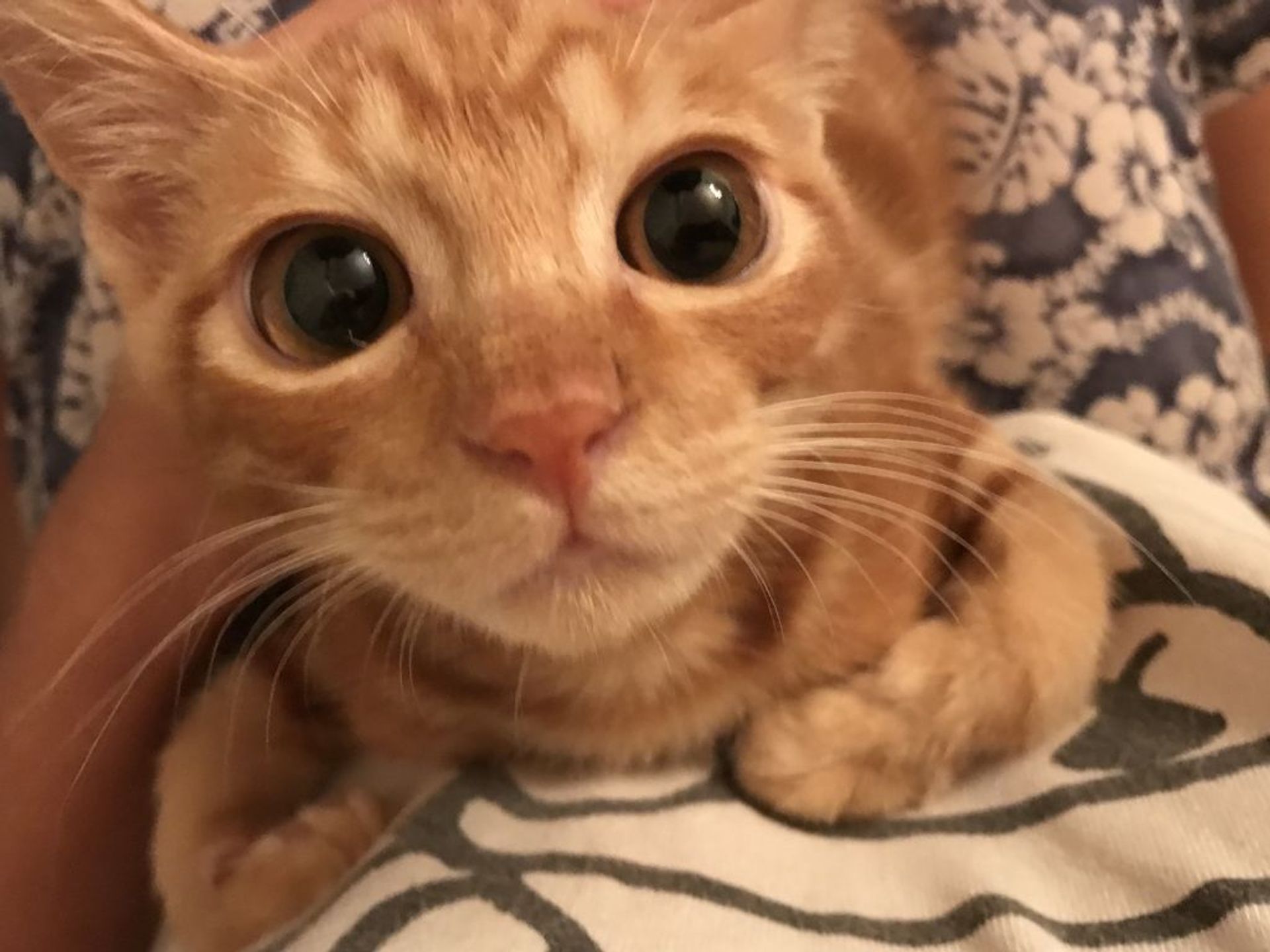 雑種（ミックス猫）・オスの里親募集の写真
