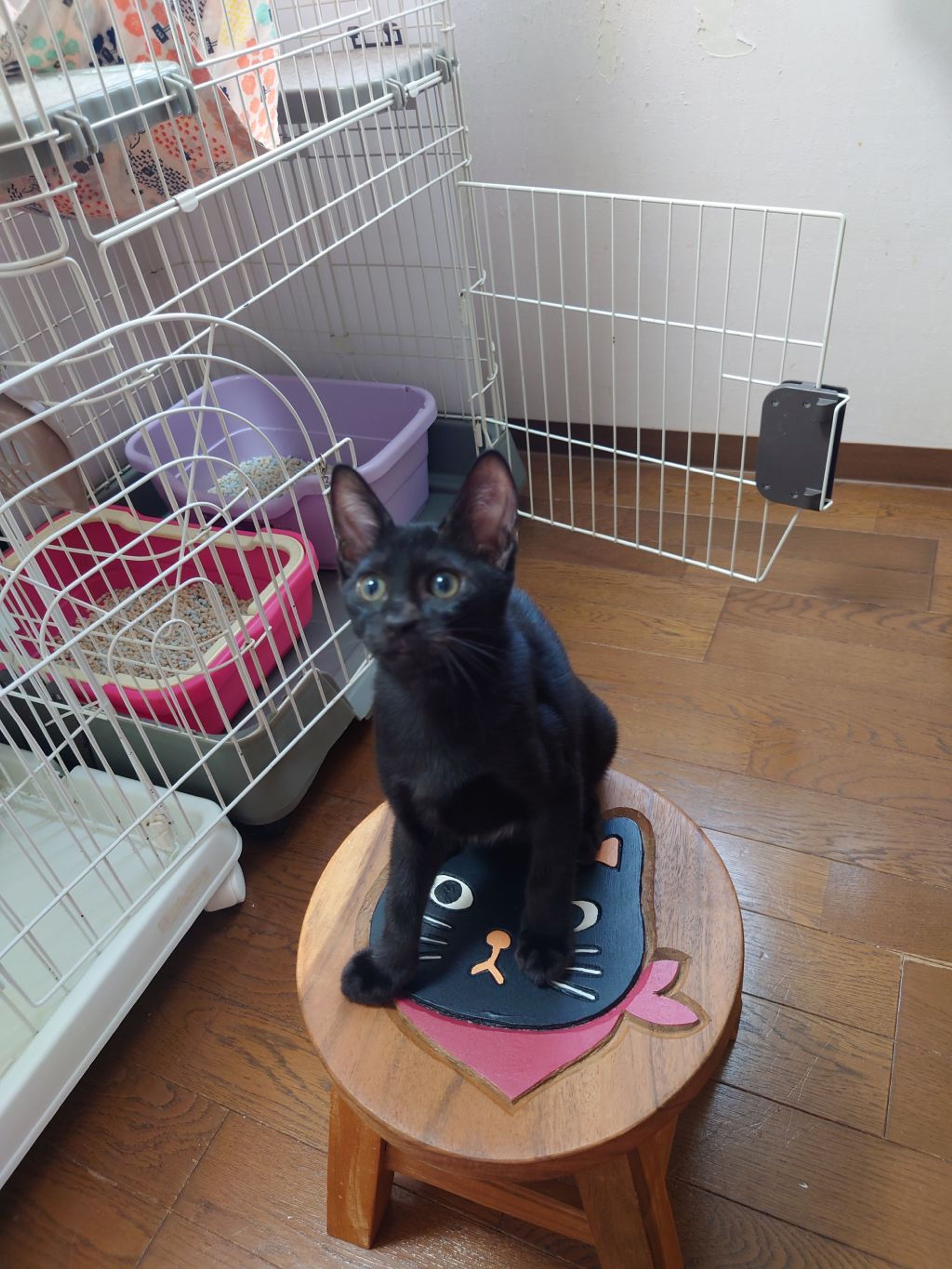 雑種（ミックス猫）・オスの里親募集の写真