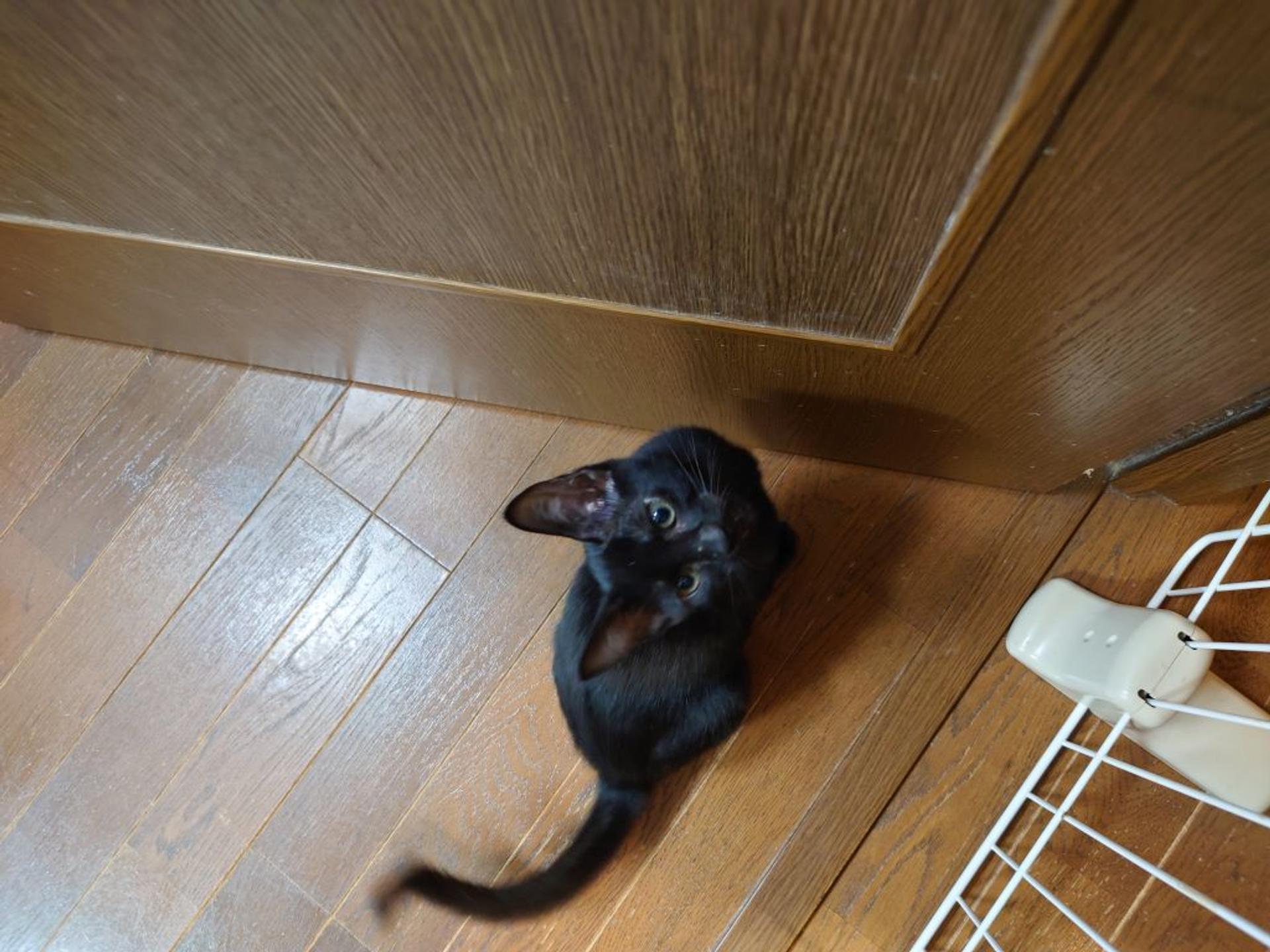 pet-image-3