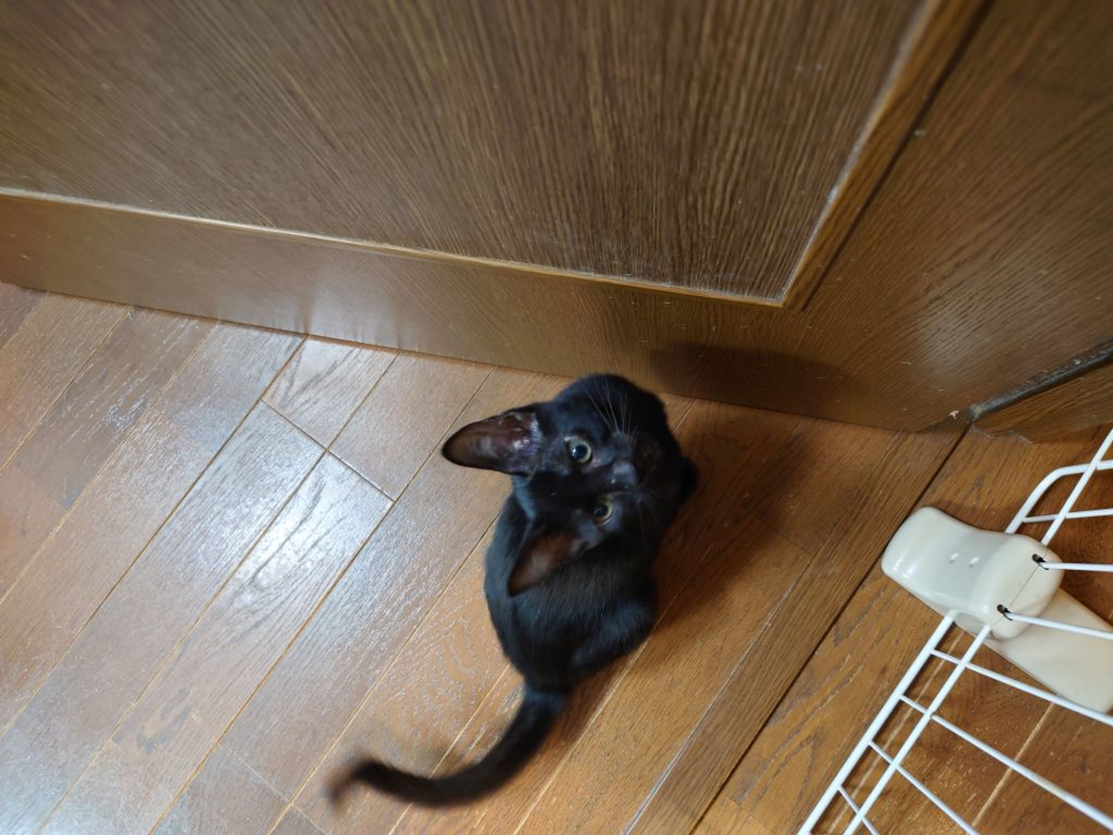 pet-image-3