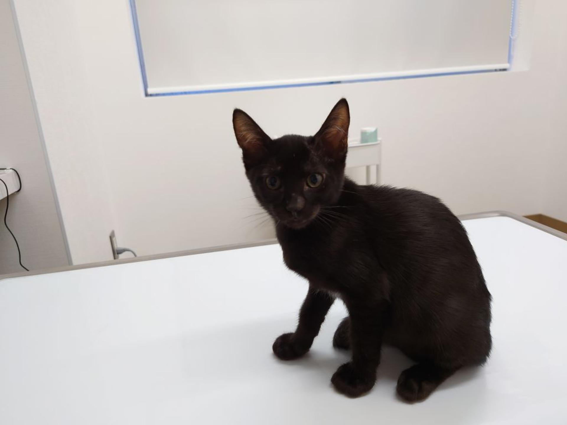 pet-image-4