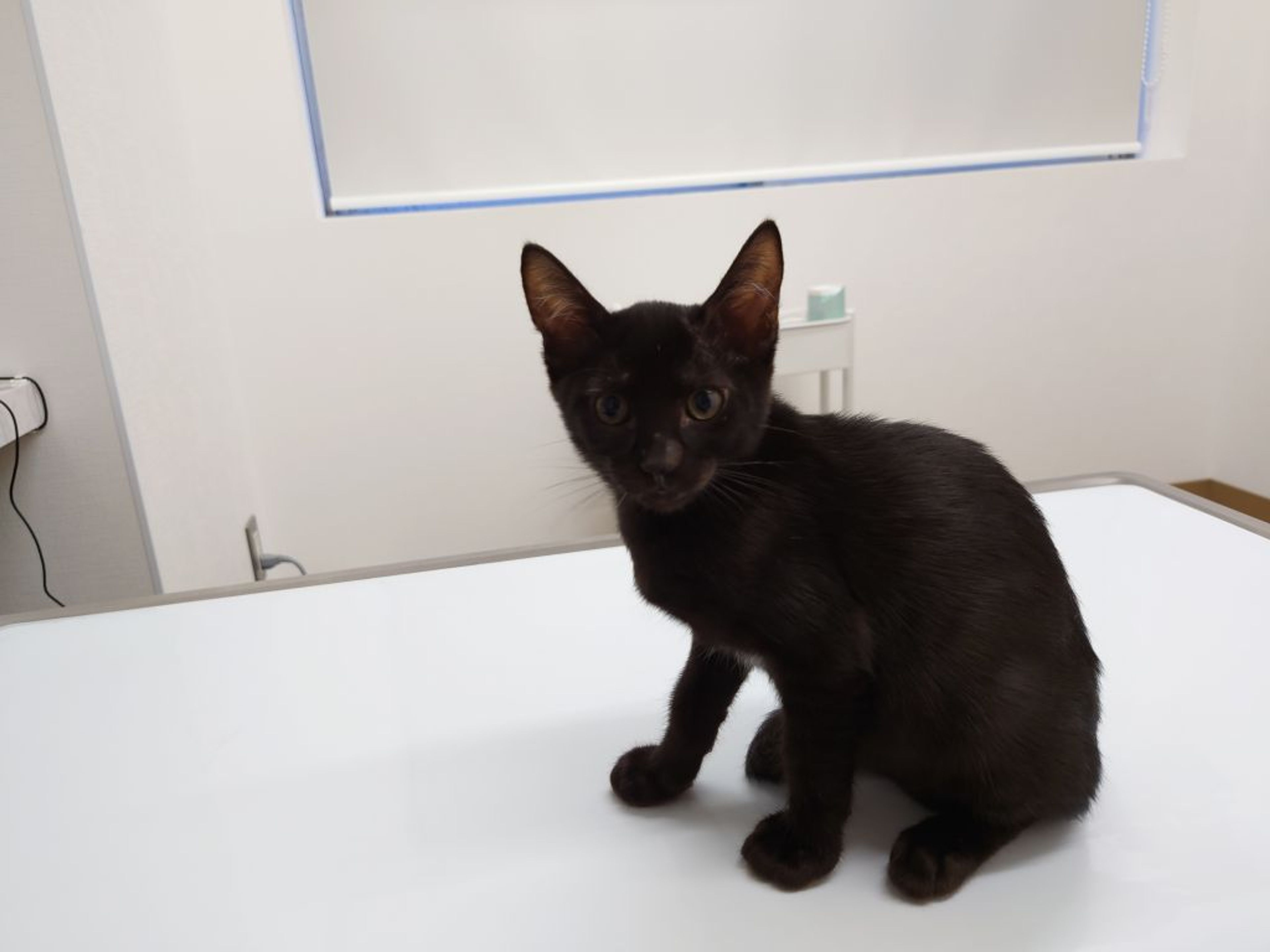 pet-image-4