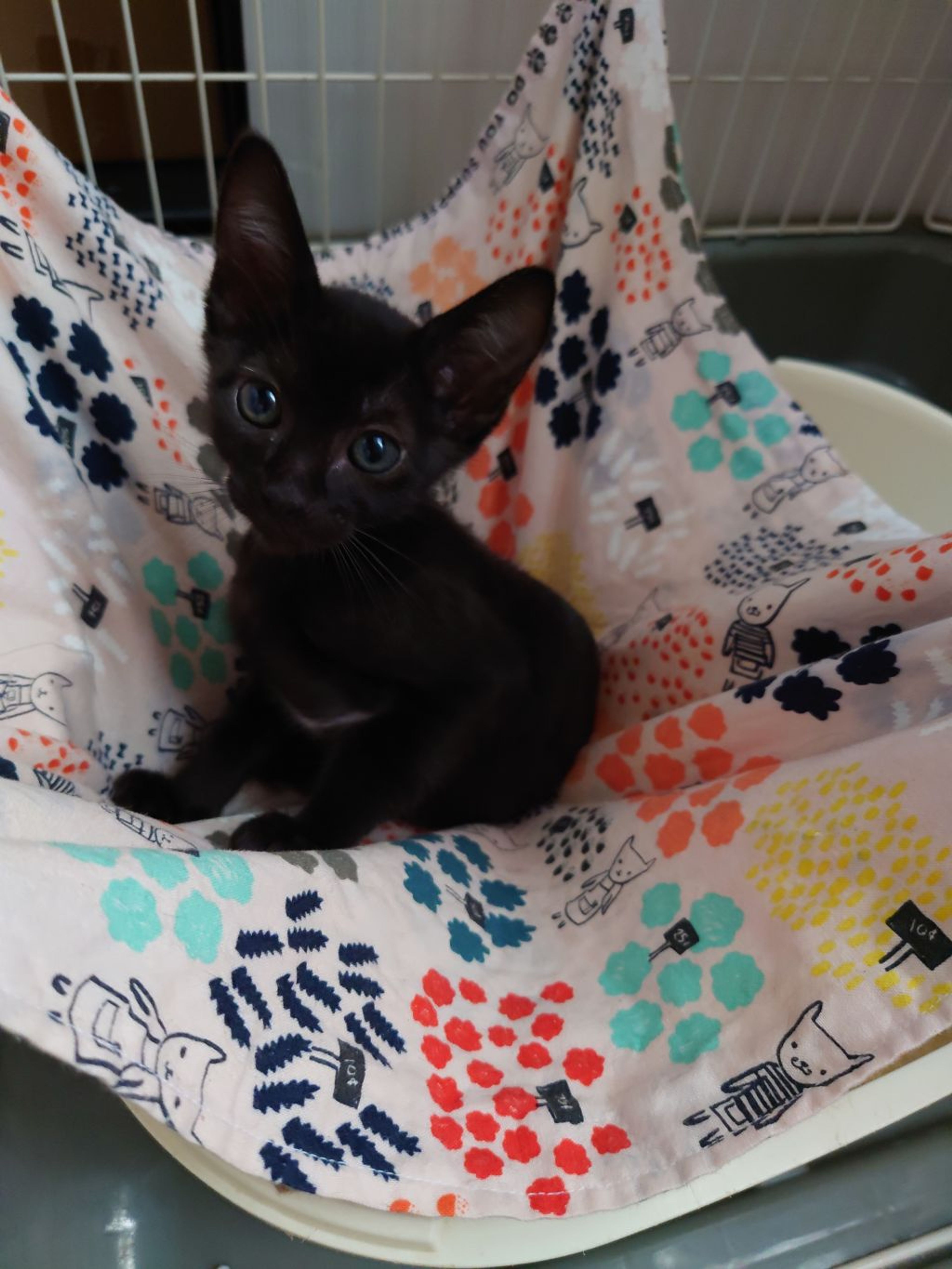 pet-image-5