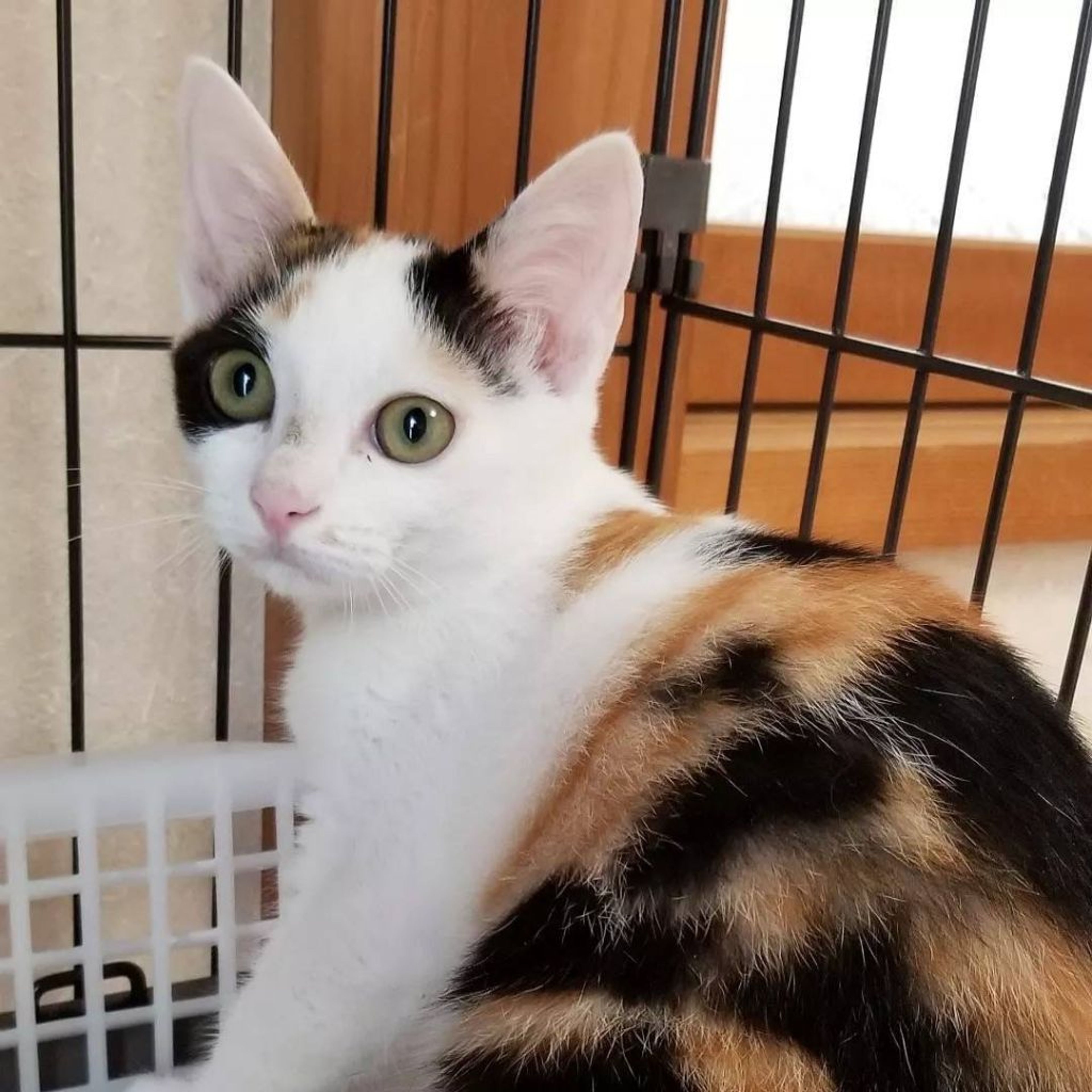 pet-image-4