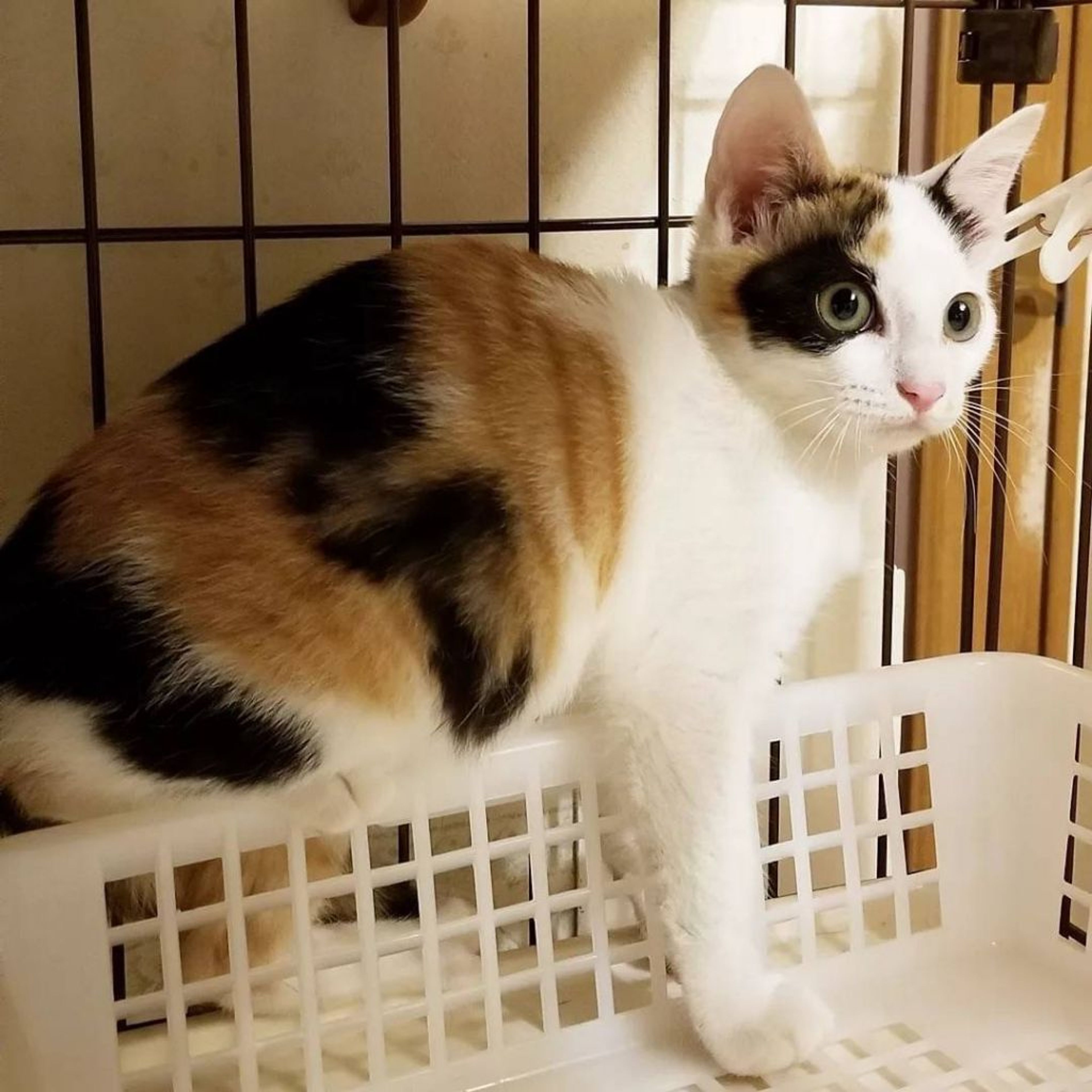 pet-image-6