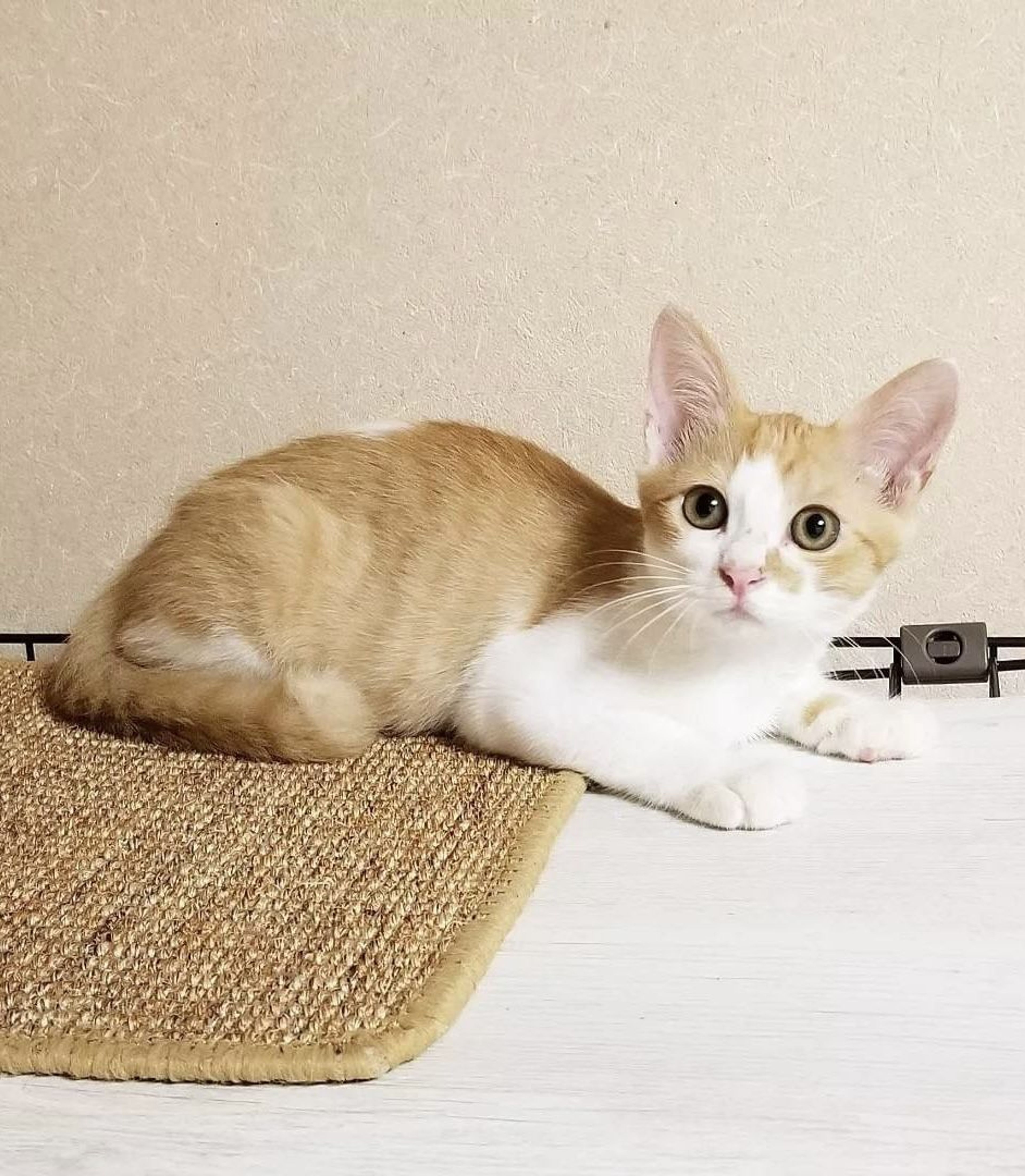雑種（ミックス猫）・オスの里親募集の写真