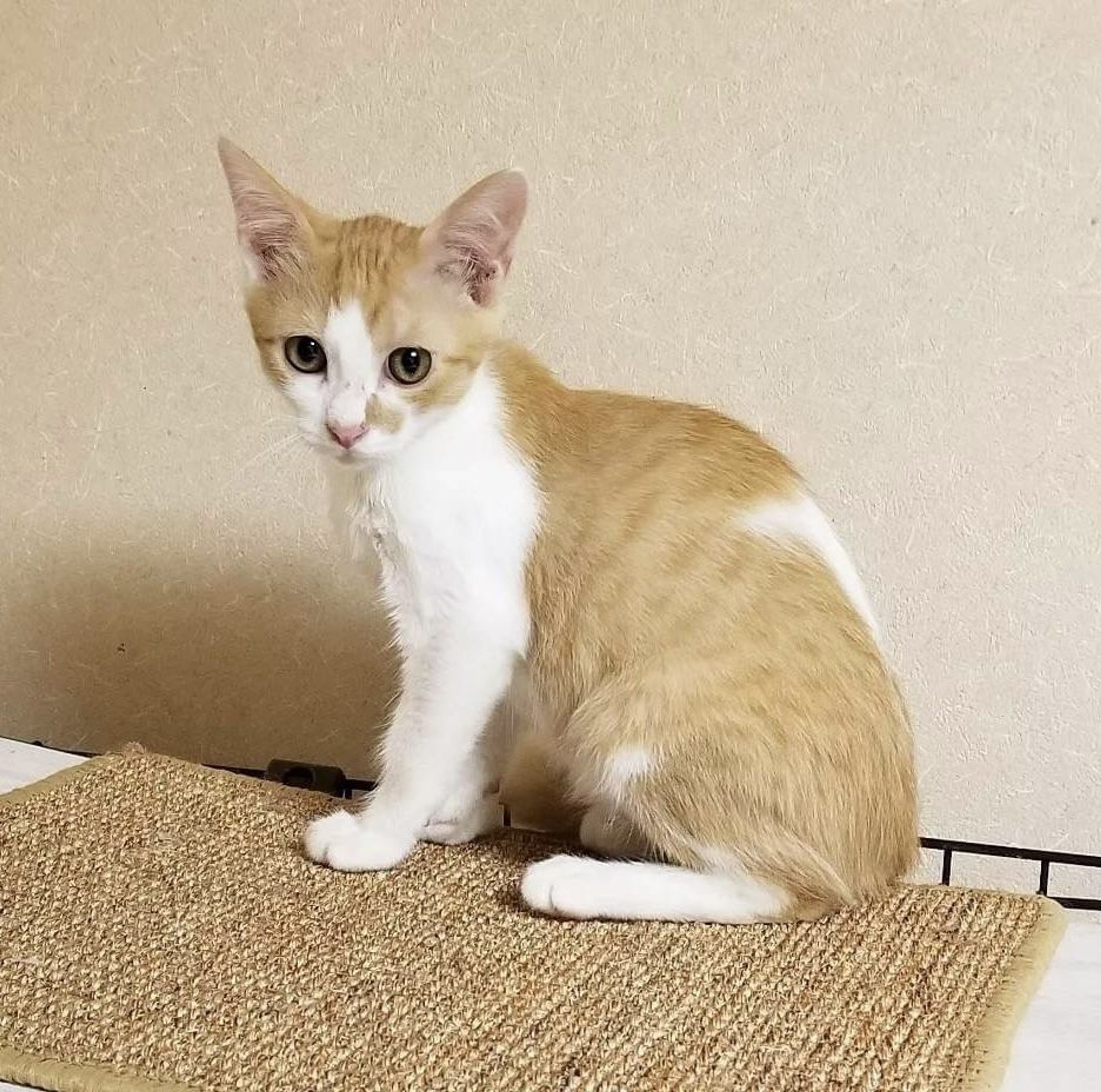 pet-image-2