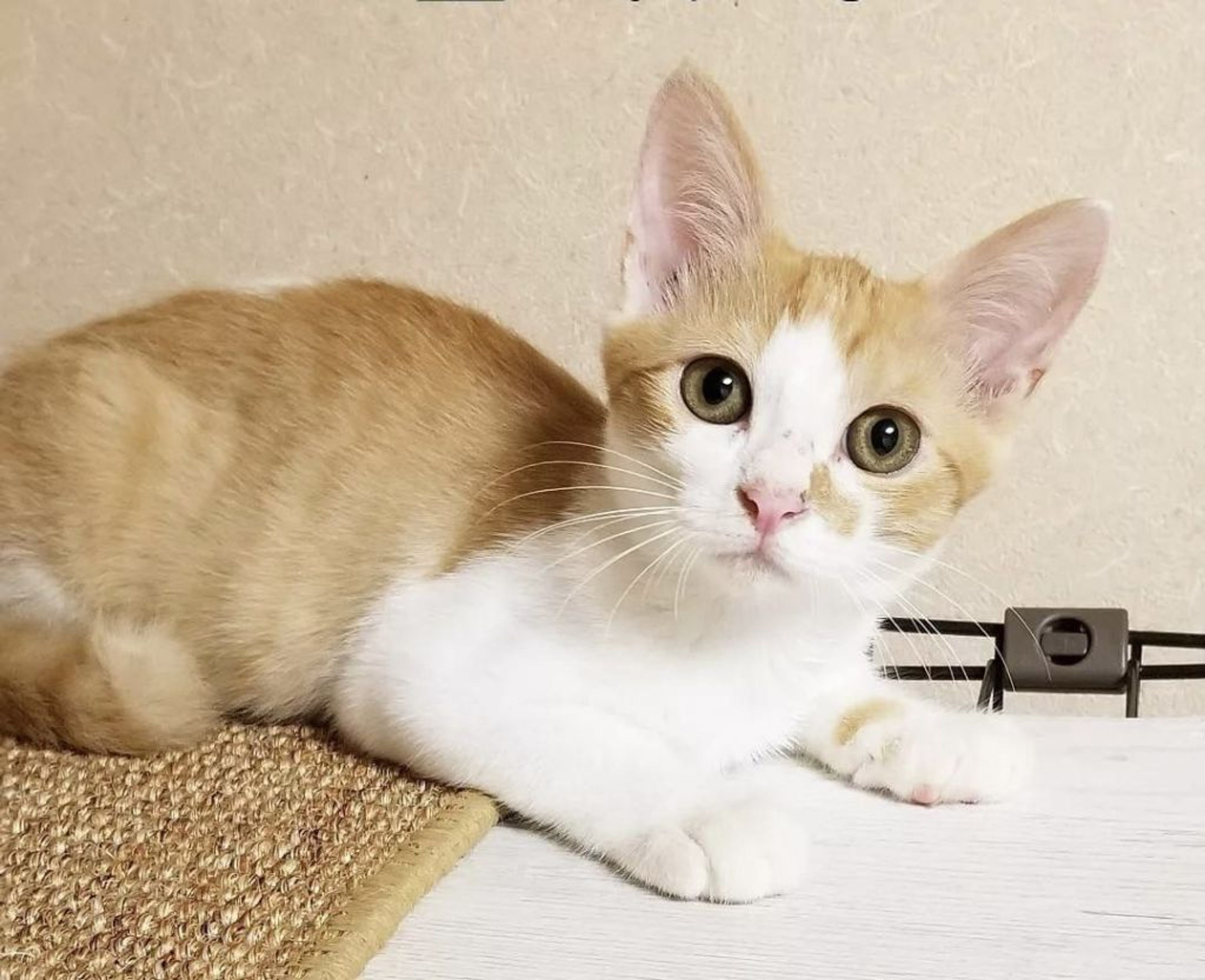 pet-image-3