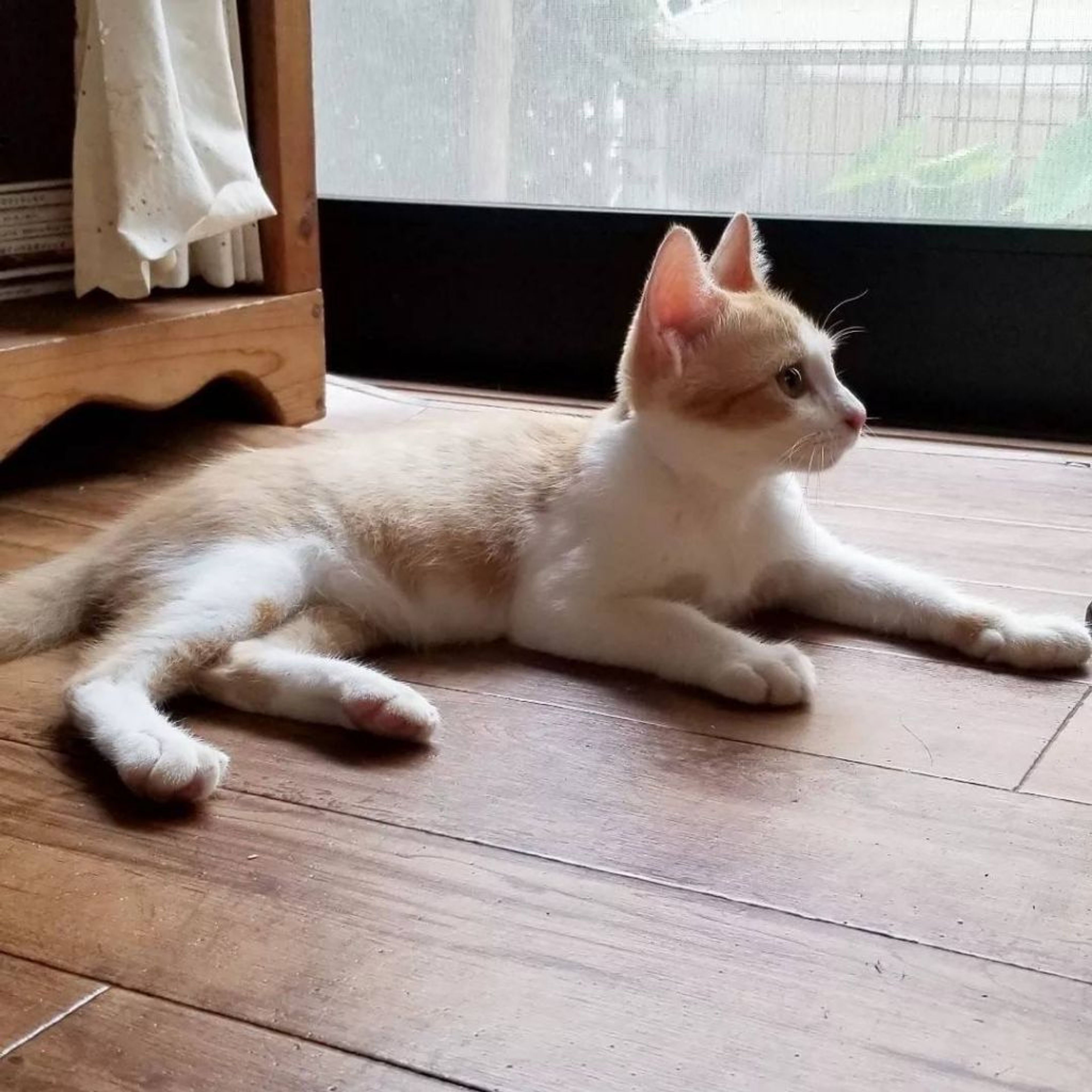 pet-image-4