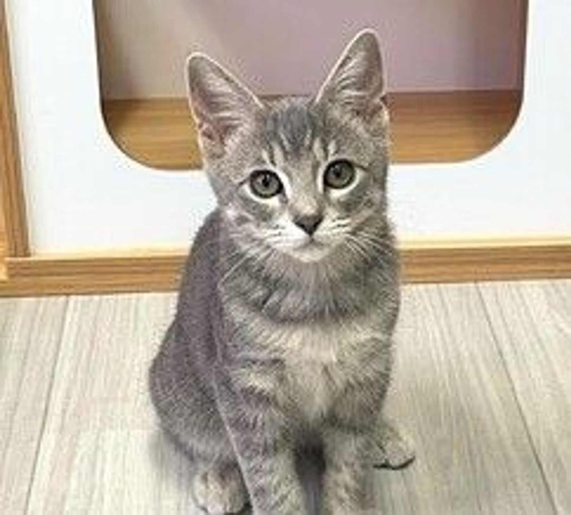 雑種（ミックス猫）・オスの里親募集の写真
