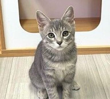 ホルンくん