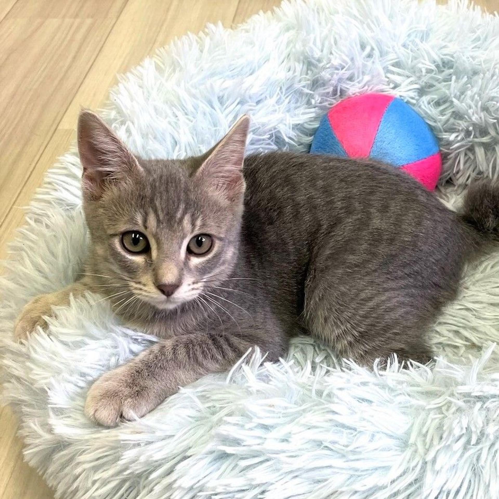 pet-image-4