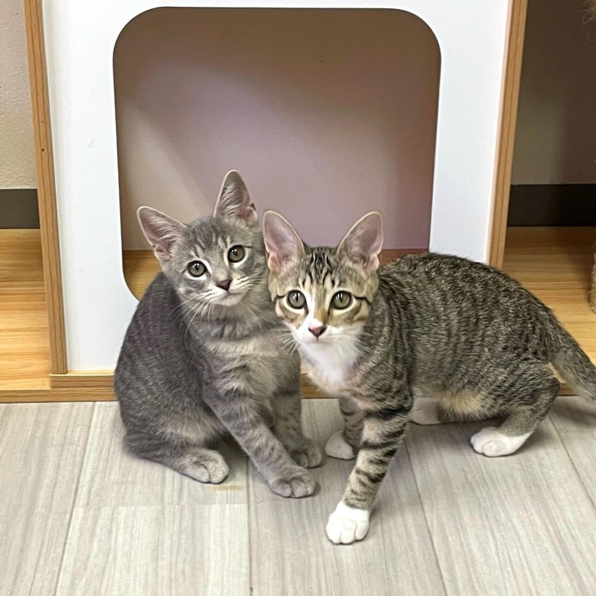 pet-image-6